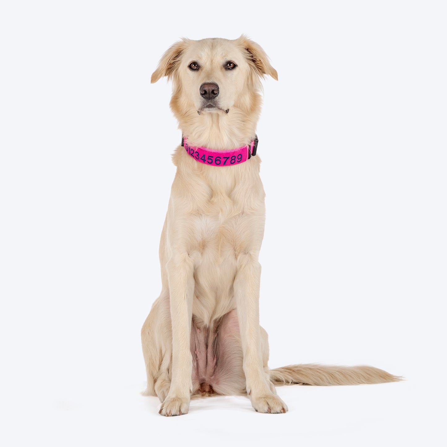 HUFT Personalised Basics (Mobile No.) Dog Collar - Pink - Heads Up For Tails