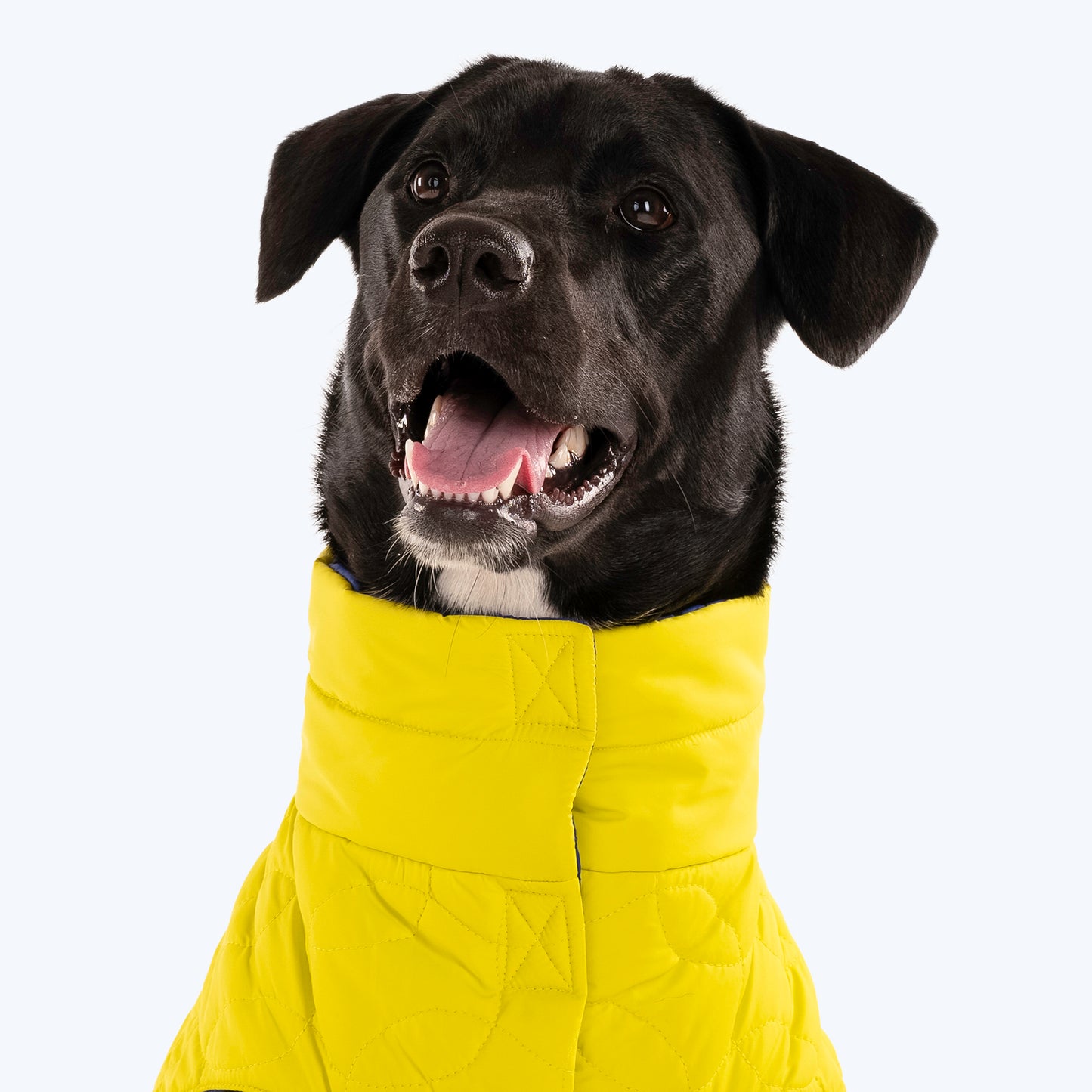 HUFT Cosy Pupper Reversible Dog Jacket - Lime Green - Heads Up For Tails