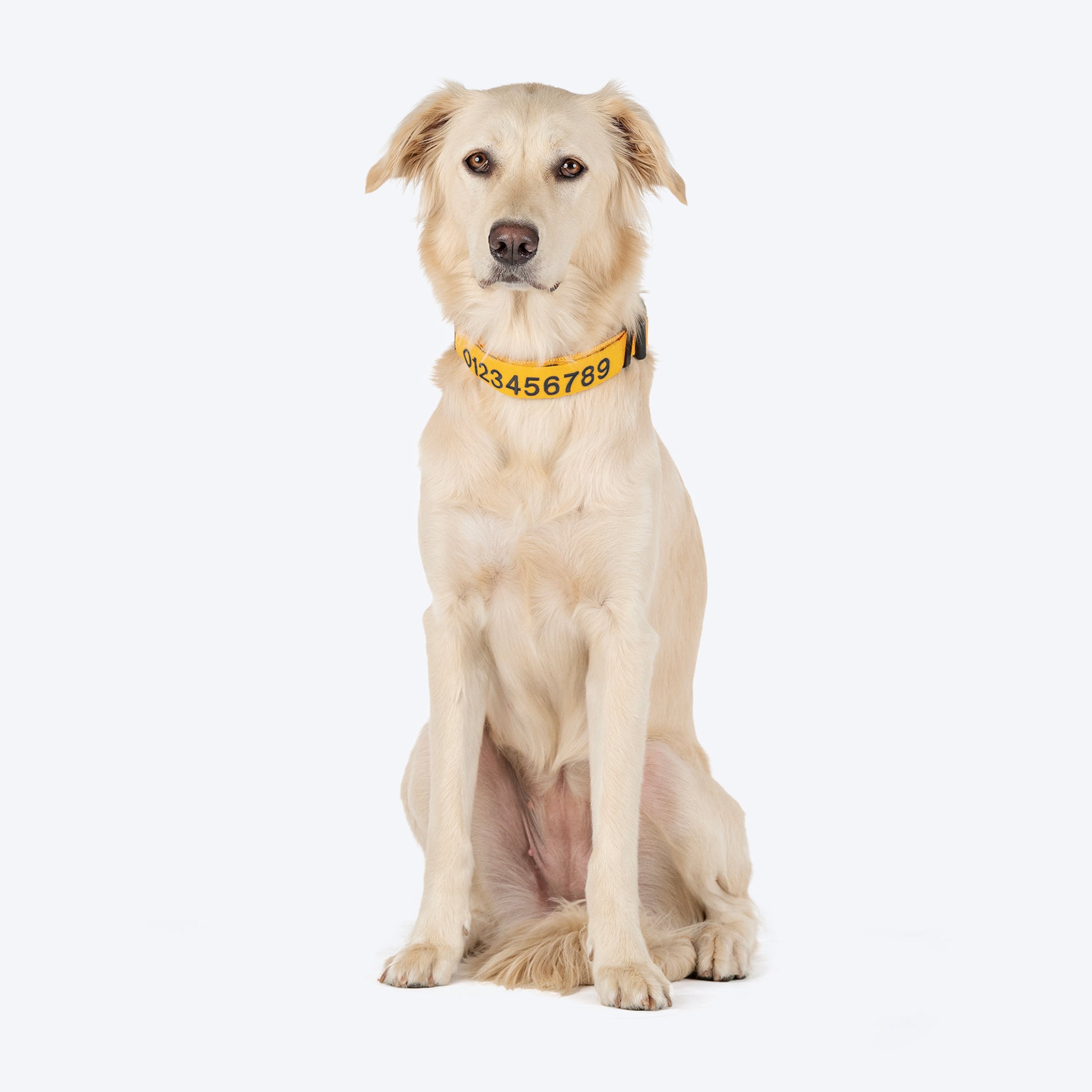 HUFT Personalised Basics (Mobile No.) Dog Collar - Yellow - Heads Up For Tails