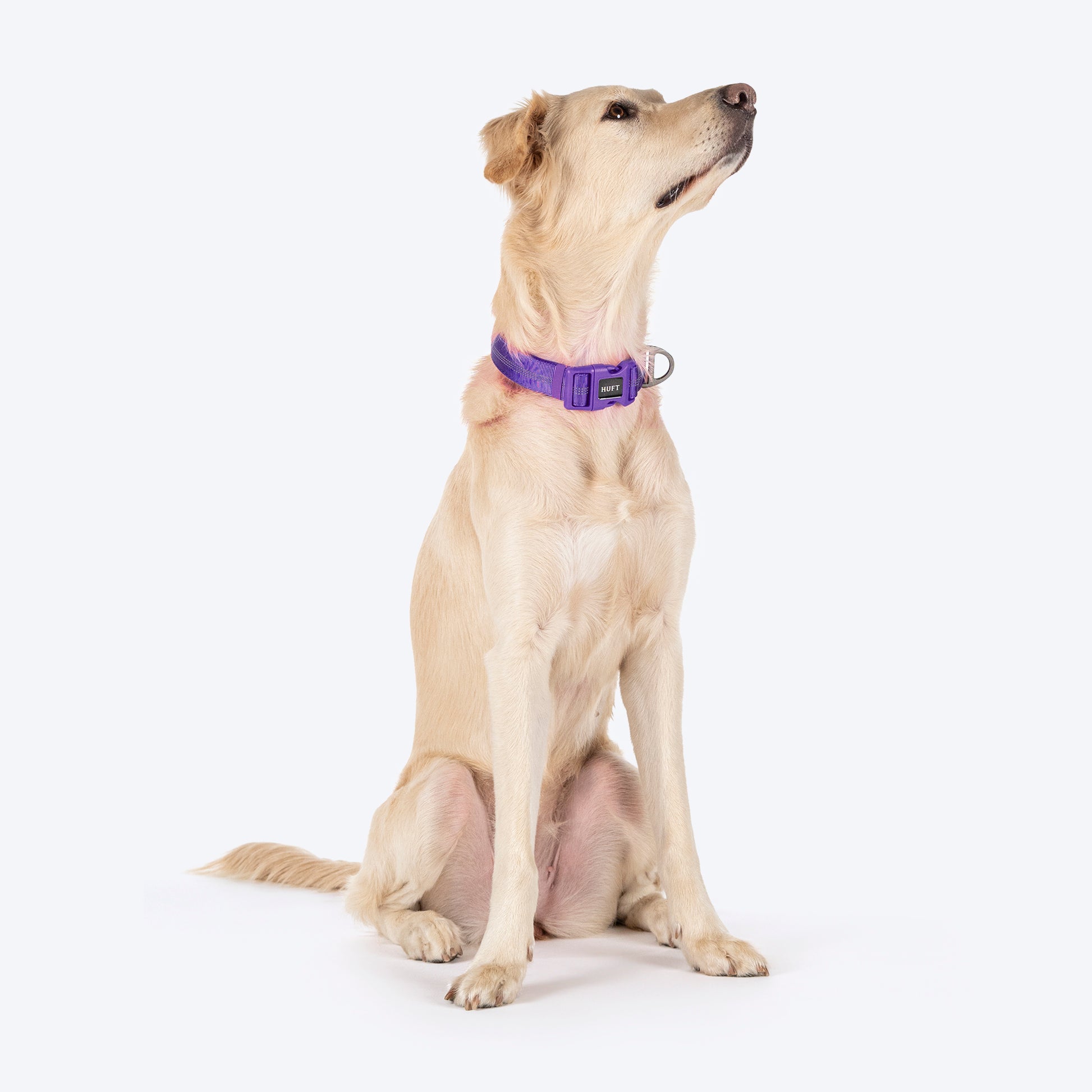 HUFT Comfort Plus Collar For Dog - Purple - Heads Up For Tails