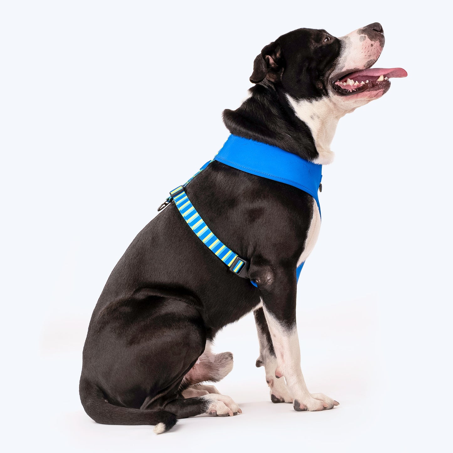 HUFT Blazing Blue Dog Reversible Harness_08