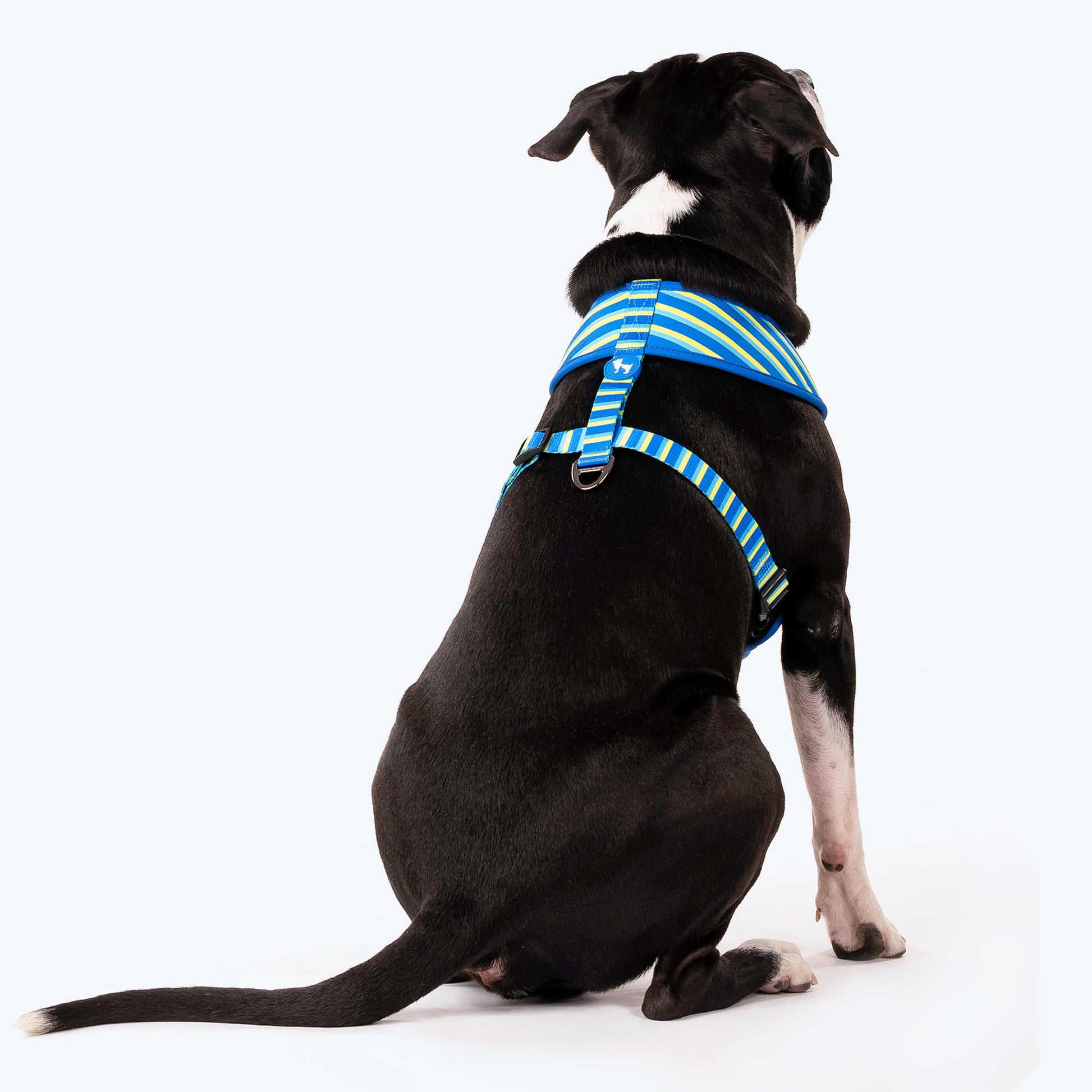 HUFT Blazing Blue Dog Reversible Harness_05