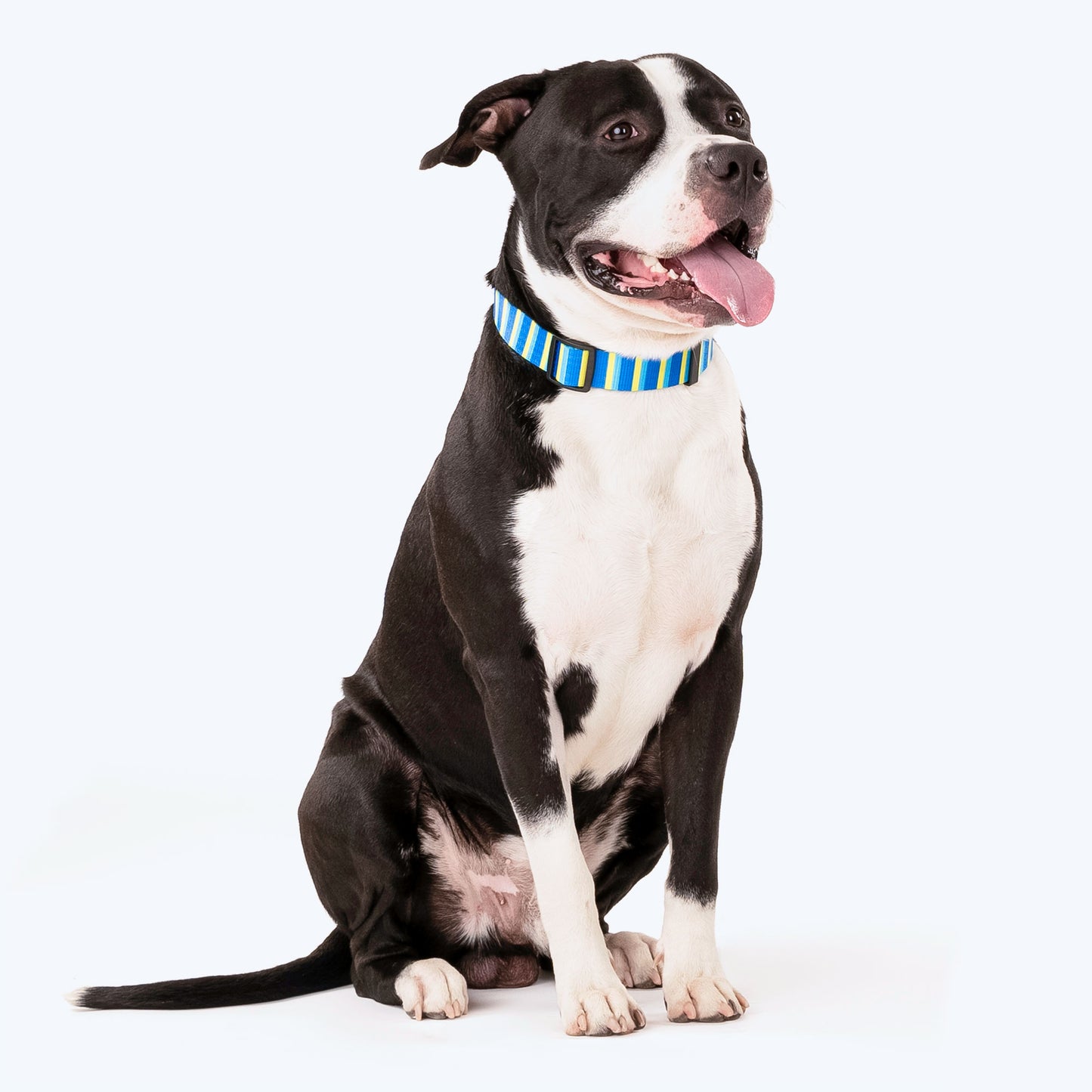 HUFT Blazing Blue Printed Dog Collar - Heads Up For Tails