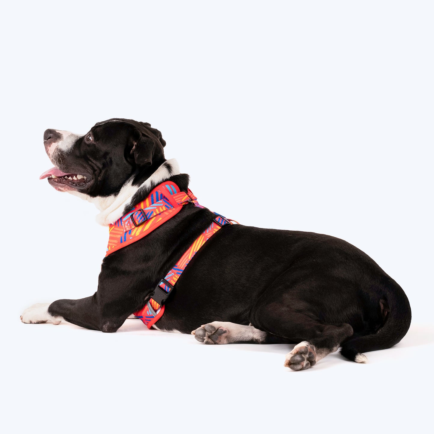 HUFT Sunset Samba Dog Adjustable Harness_04