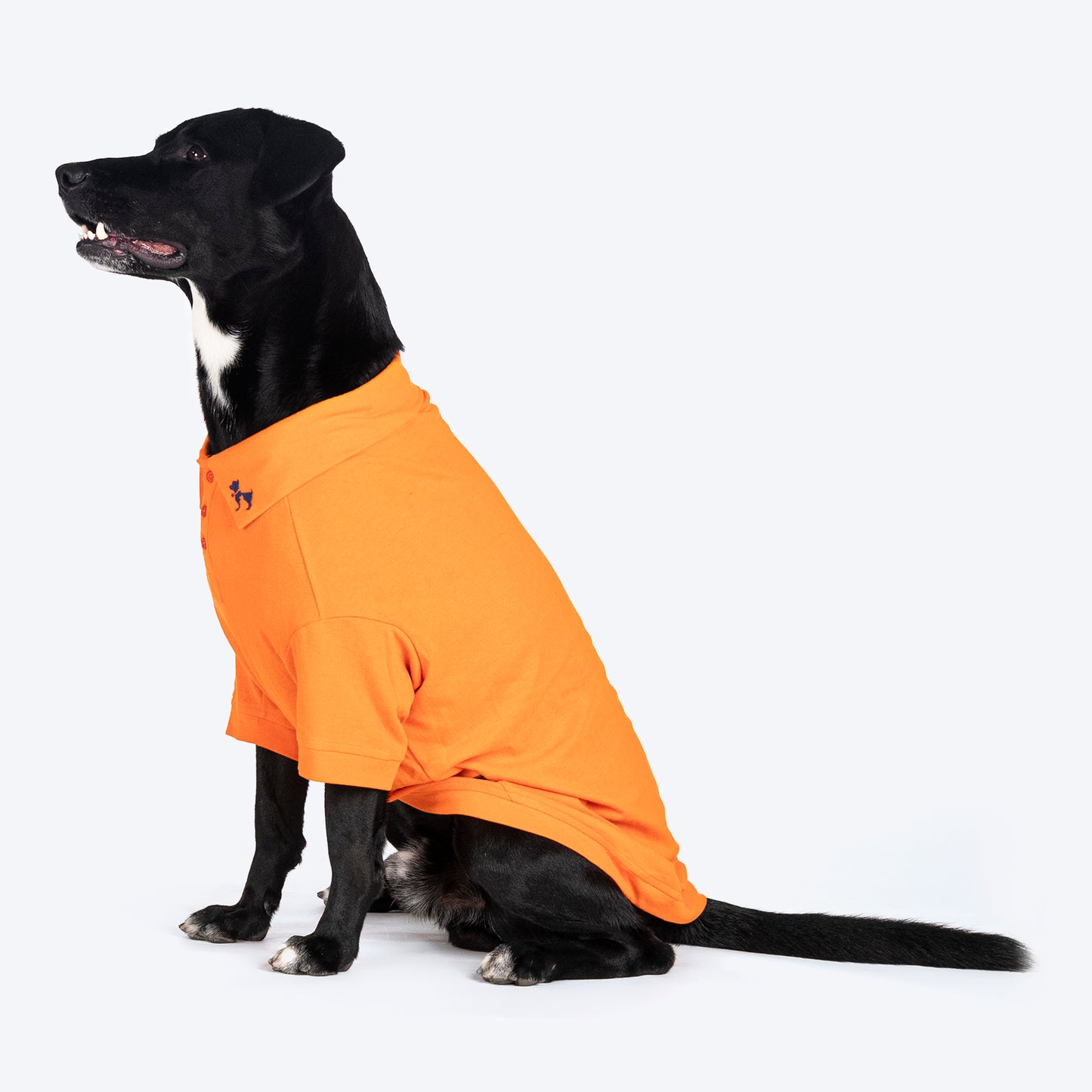 HUFT Paws Polo T-Shirt For Dog - Orange - Heads Up For Tails