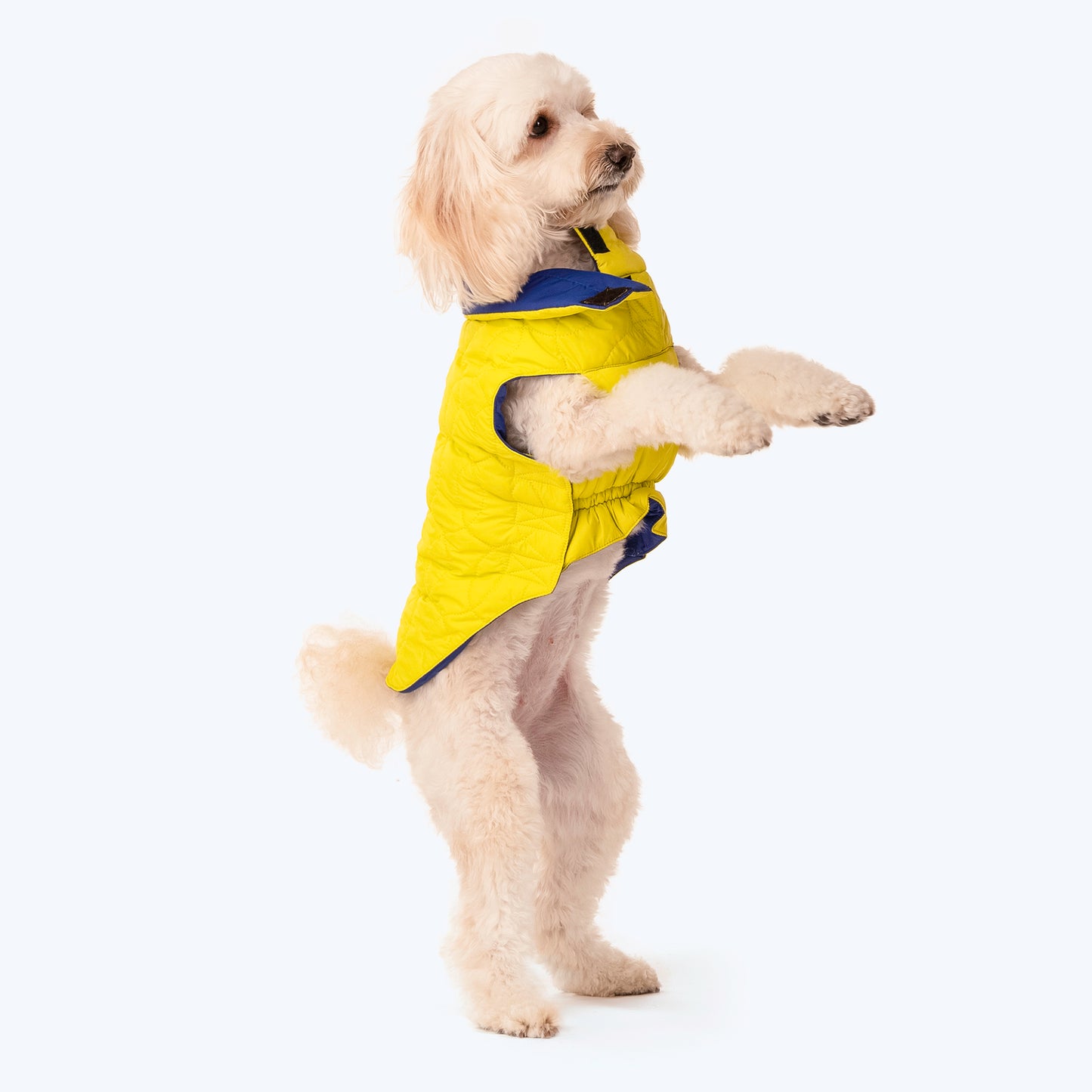 HUFT Cosy Pupper Reversible Dog Jacket - Lime Green - Heads Up For Tails