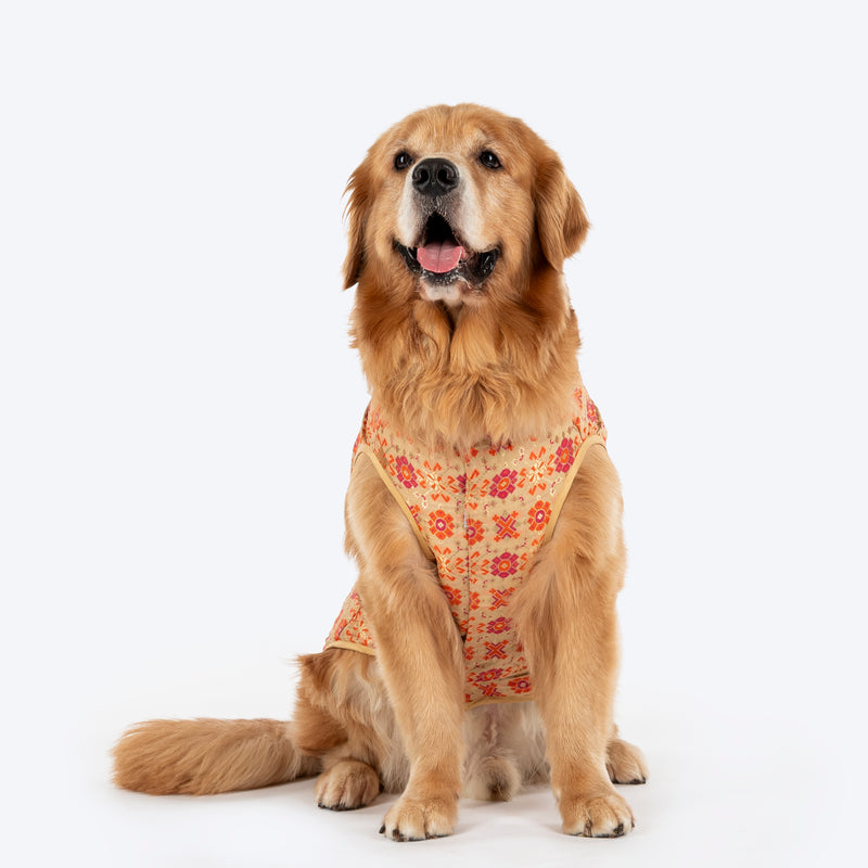 HUFT Customised Paw-tola Pawfect Brocade Sherwani For Dog - Cream - Heads Up For Tails