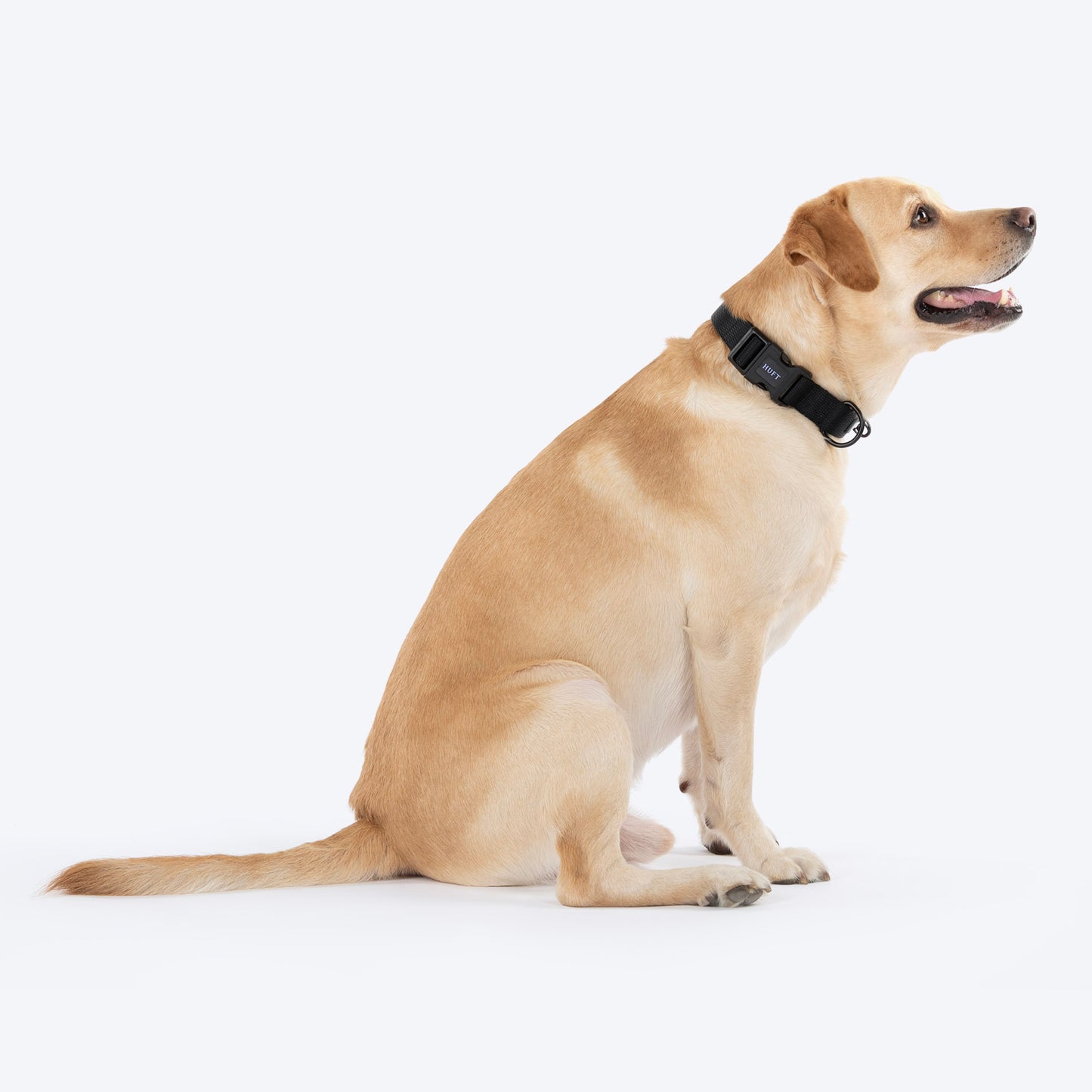 HUFT Classic Collar For Dog - Coal Black - Heads Up For Tails