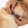 HUFT Desi Dazzle Bow Tie With Strap For Dog - Orange - Heads Up For Tails