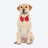 HUFT Super Sitara Bow Tie With Strap For Dog - Red - Heads Up For Tails