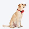 HUFT Super Sitara Bow Tie With Strap For Dog - Red - Heads Up For Tails