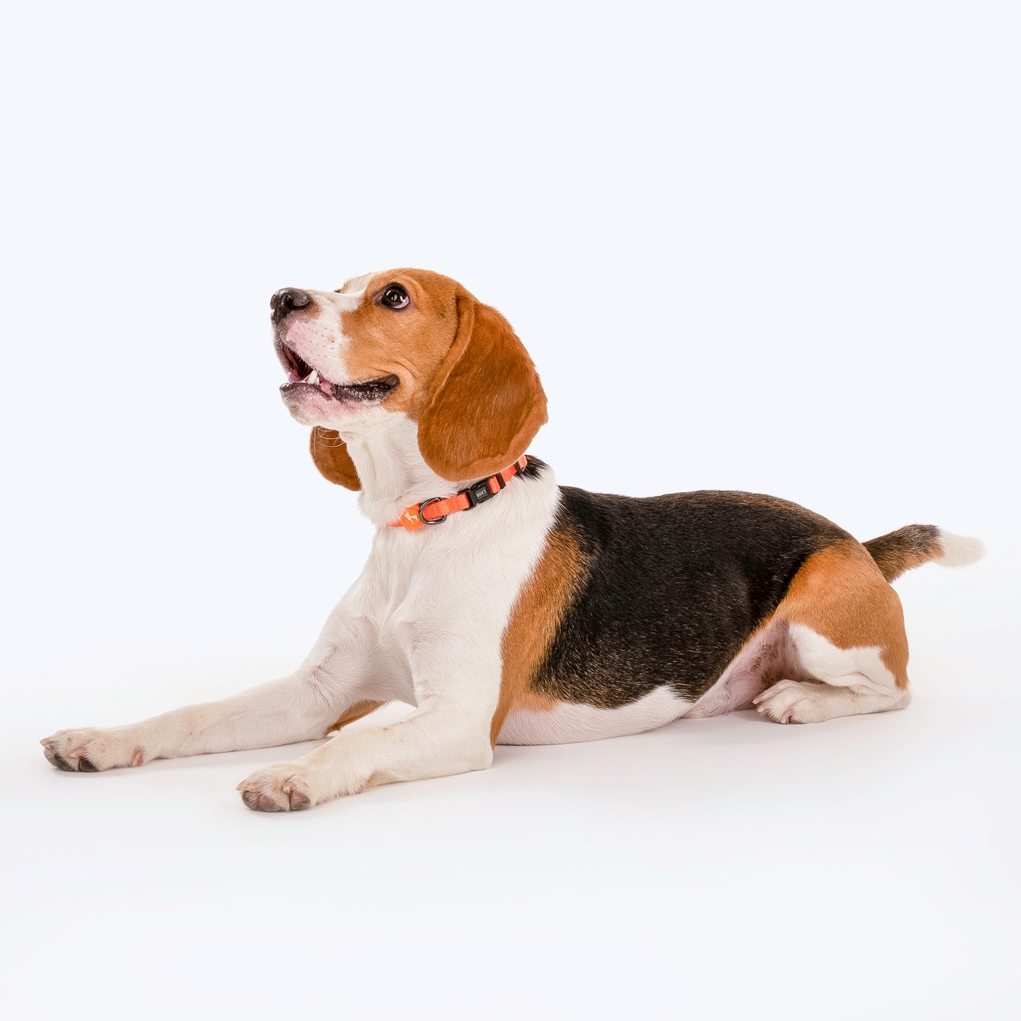 HUFT Classic Puppy Collar - XS - Orange - Heads Up For Tails