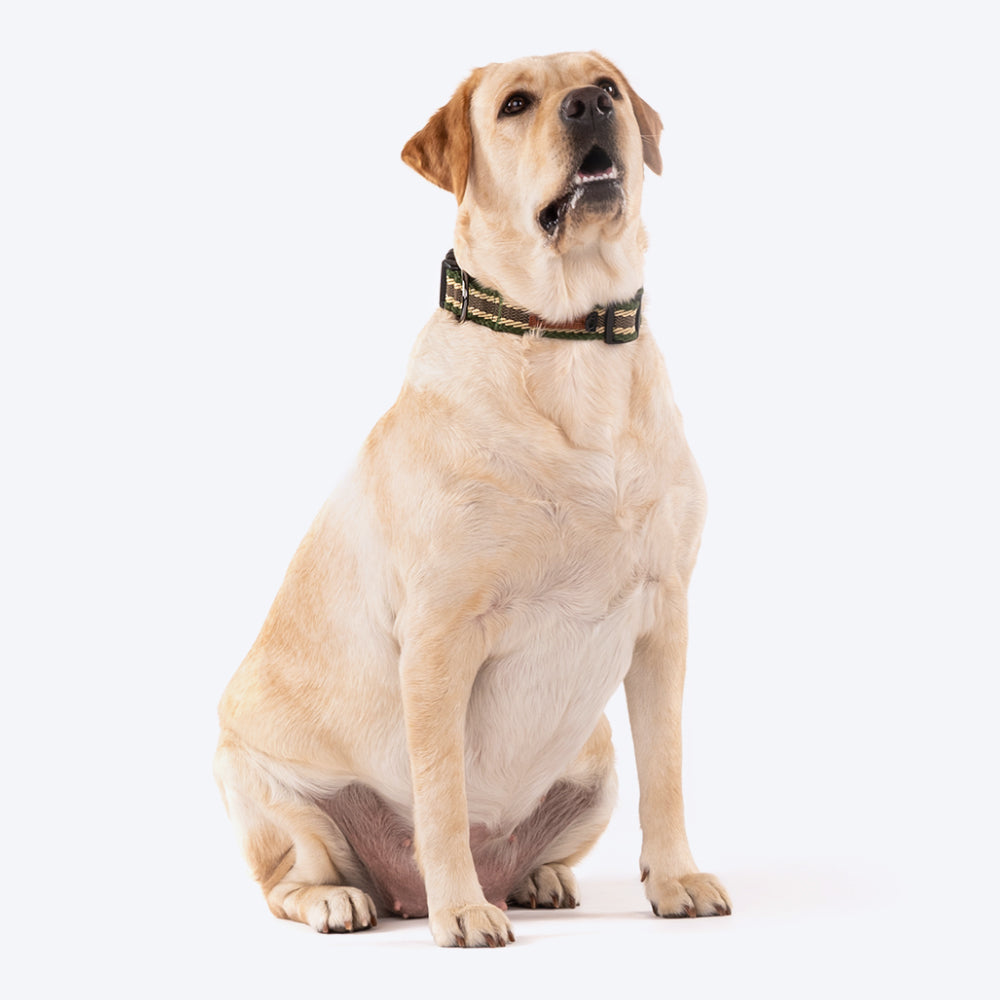 HUFT Olive Odyssey Dog Collar - Olive Green & Beige - Heads Up For Tails
