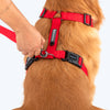 HUFT Basics Dog H-Harness - Crimson Red - Heads Up For Tails