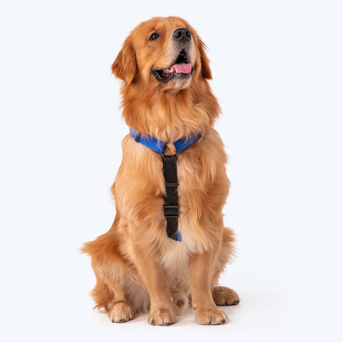 HUFT Basics Dog H-Harness & Leash Set - Cobalt Blue - Heads Up For Tails