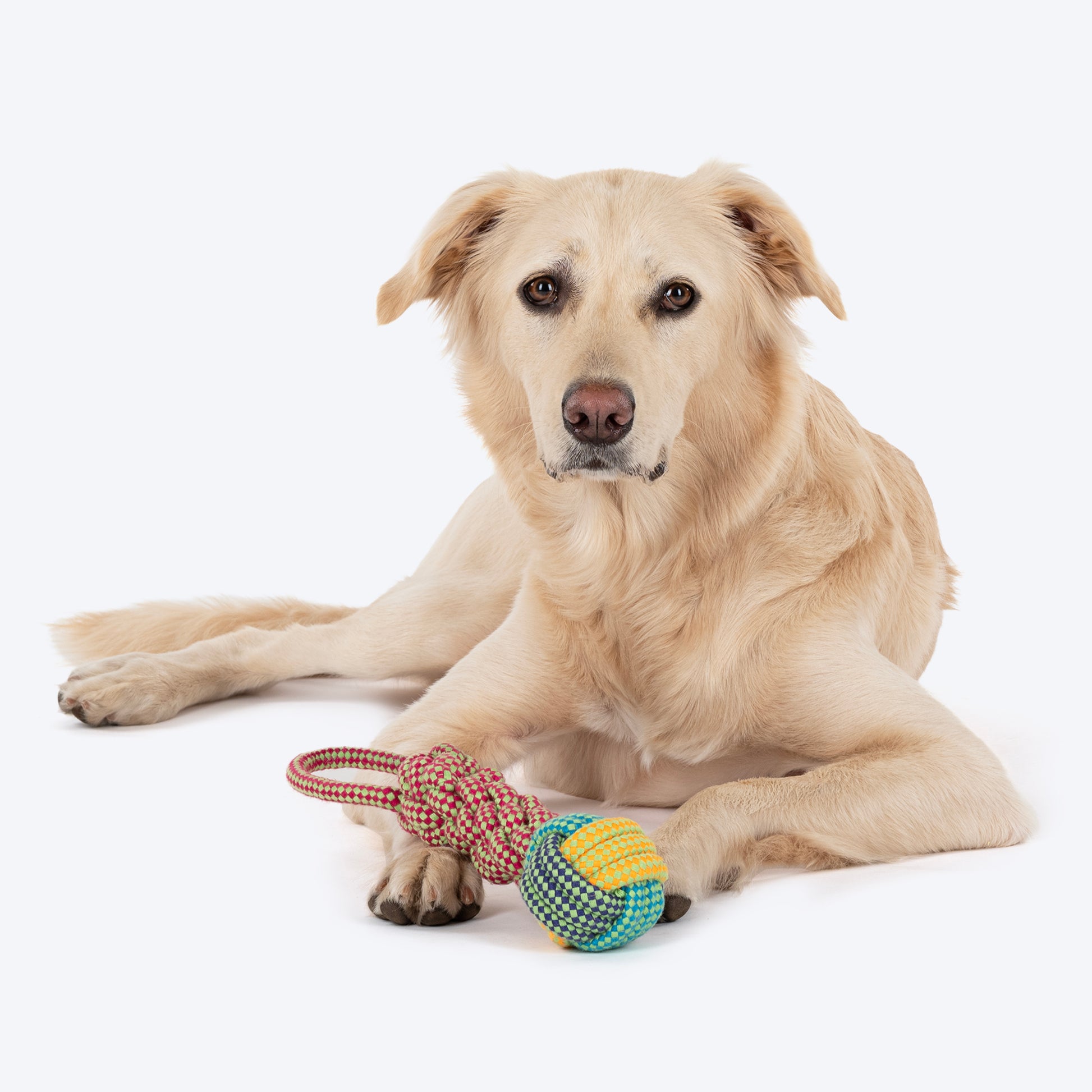 Dash Dog Knots of Fun Rope Toy For Dog - Yellow_06