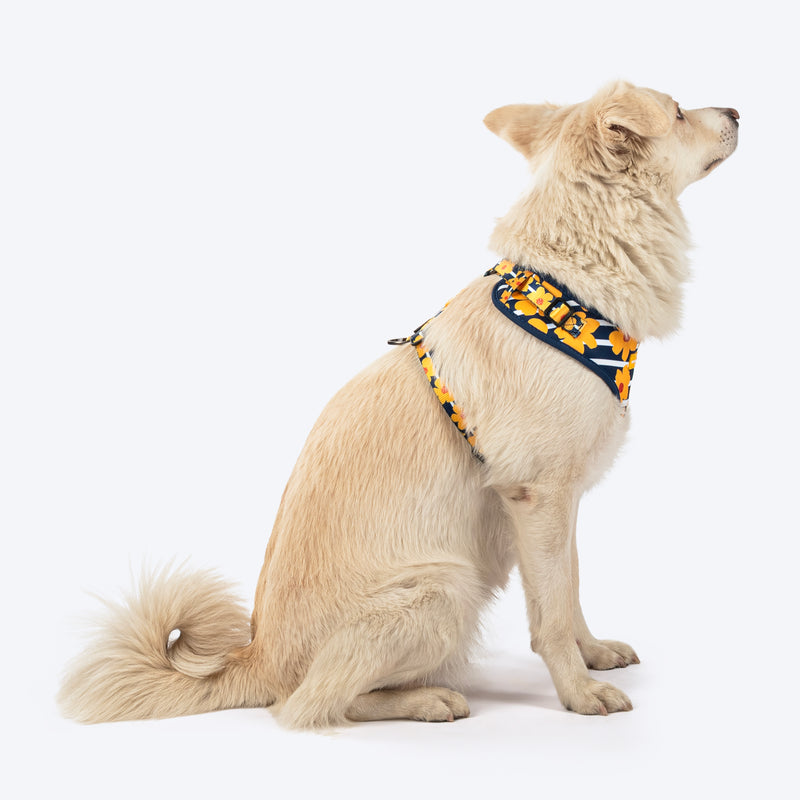 HUFT Daisy Stripes Adjustable Harness For Dog - Blue & Yellow - Heads Up For Tails