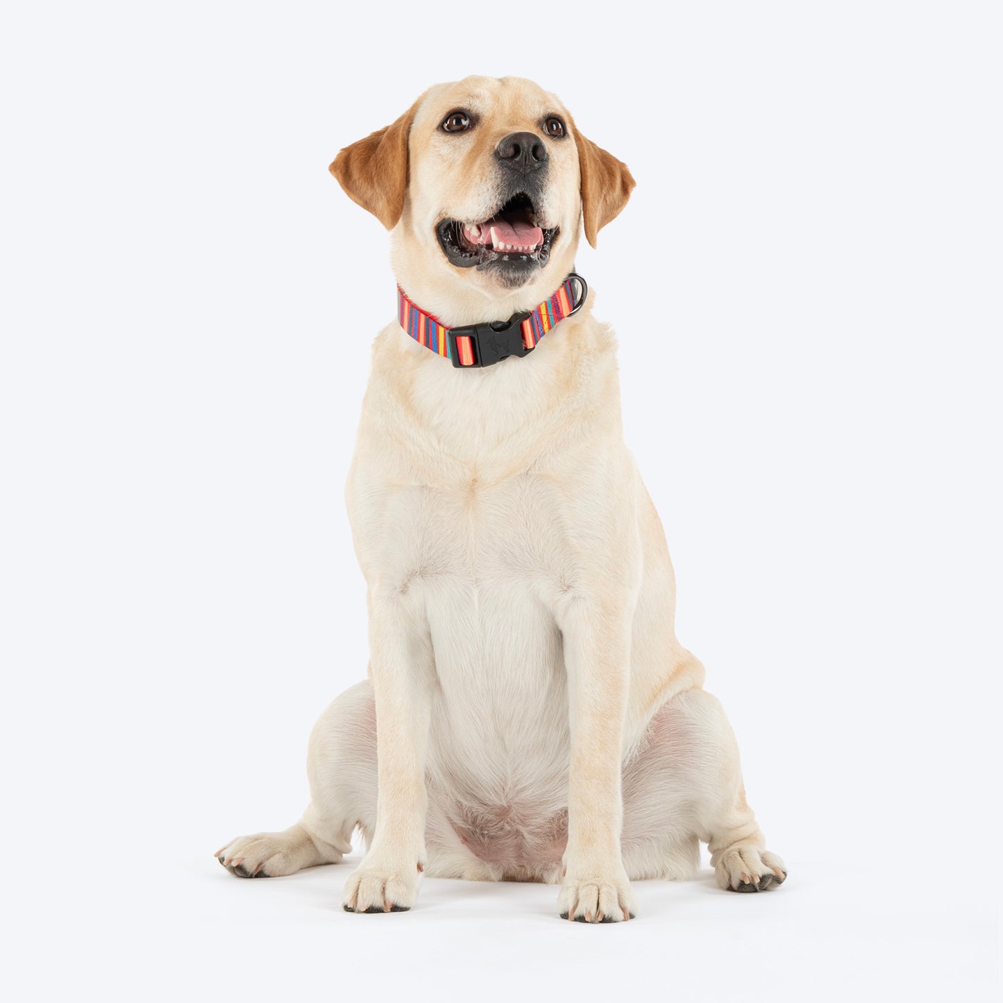 HUFT Good Doggie Collar For Dog - Multicolor