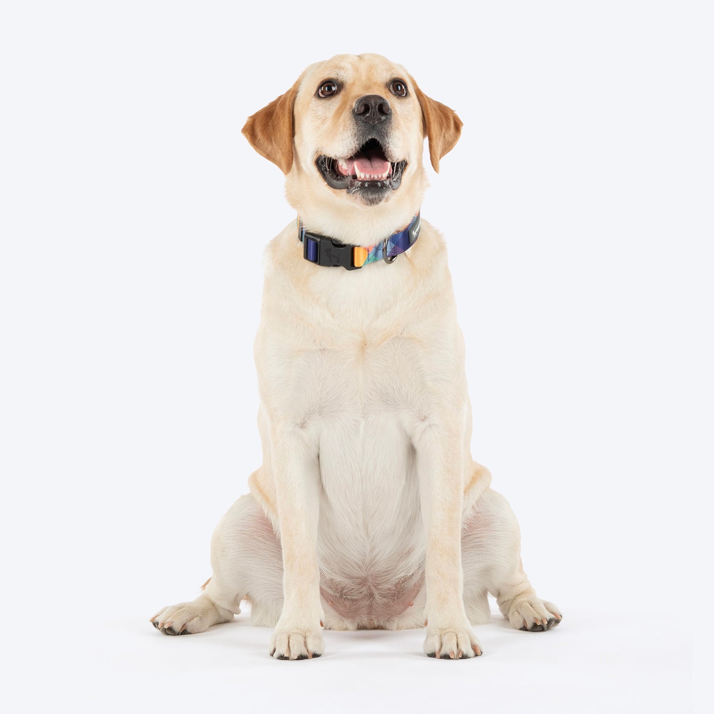 HUFT Technicolor Tartan Collar For Dog - Multicolor