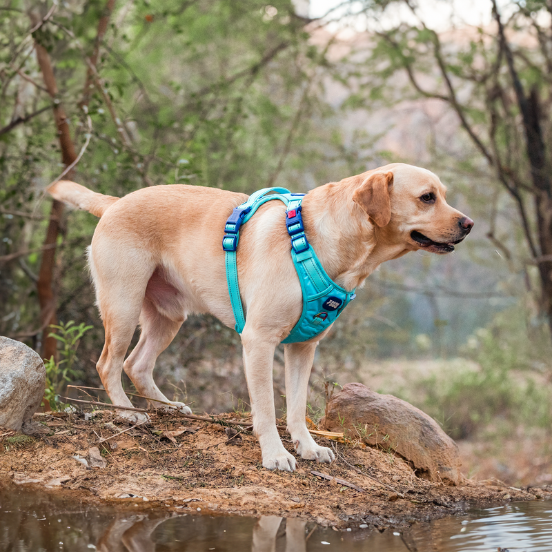 Dash Dog Zoom Walk Along Harness - Aqua Blue & Lavender - Heads Up For Tails