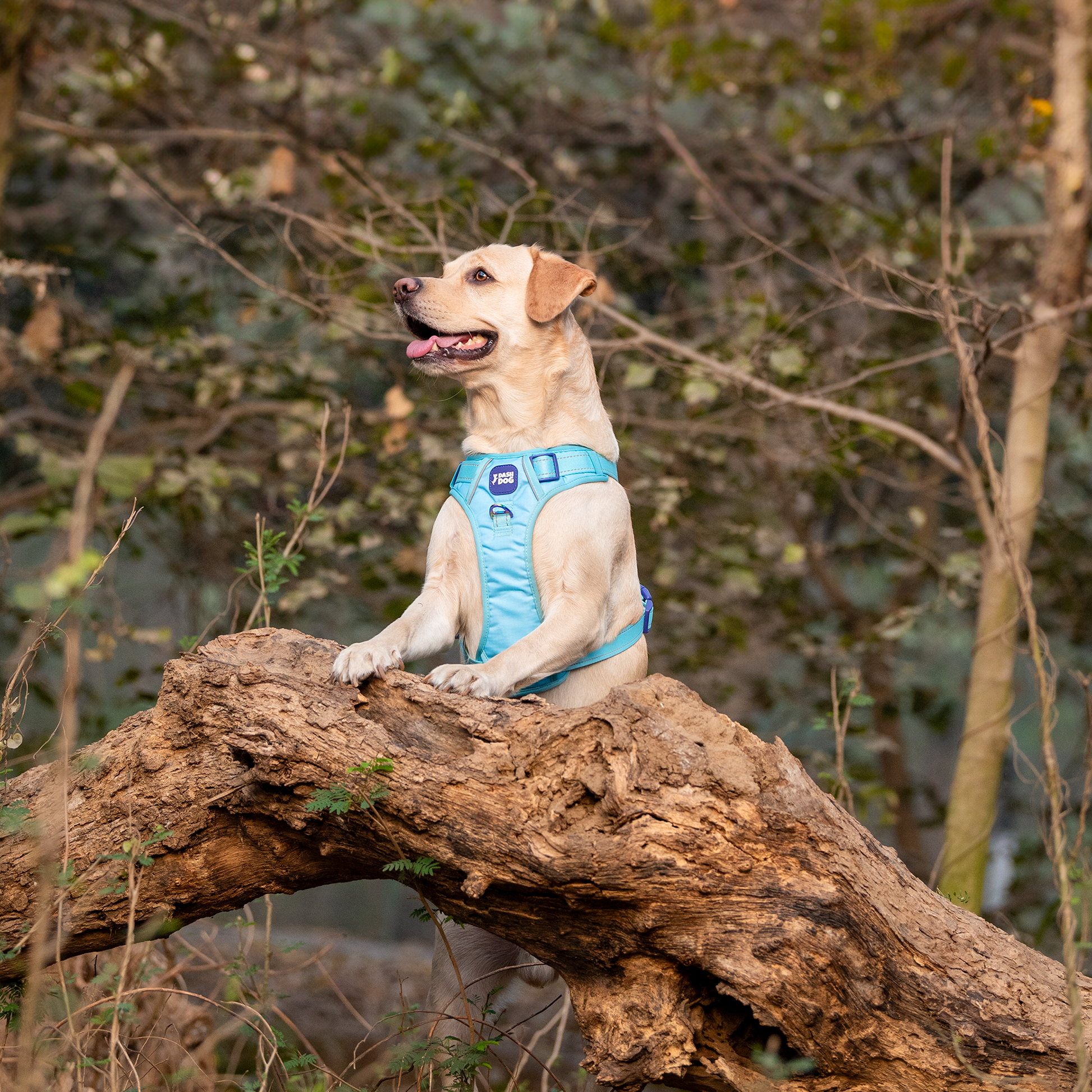 Dash Dog Zoom Walk Along Harness - Aqua Blue & Lavender - Heads Up For Tails