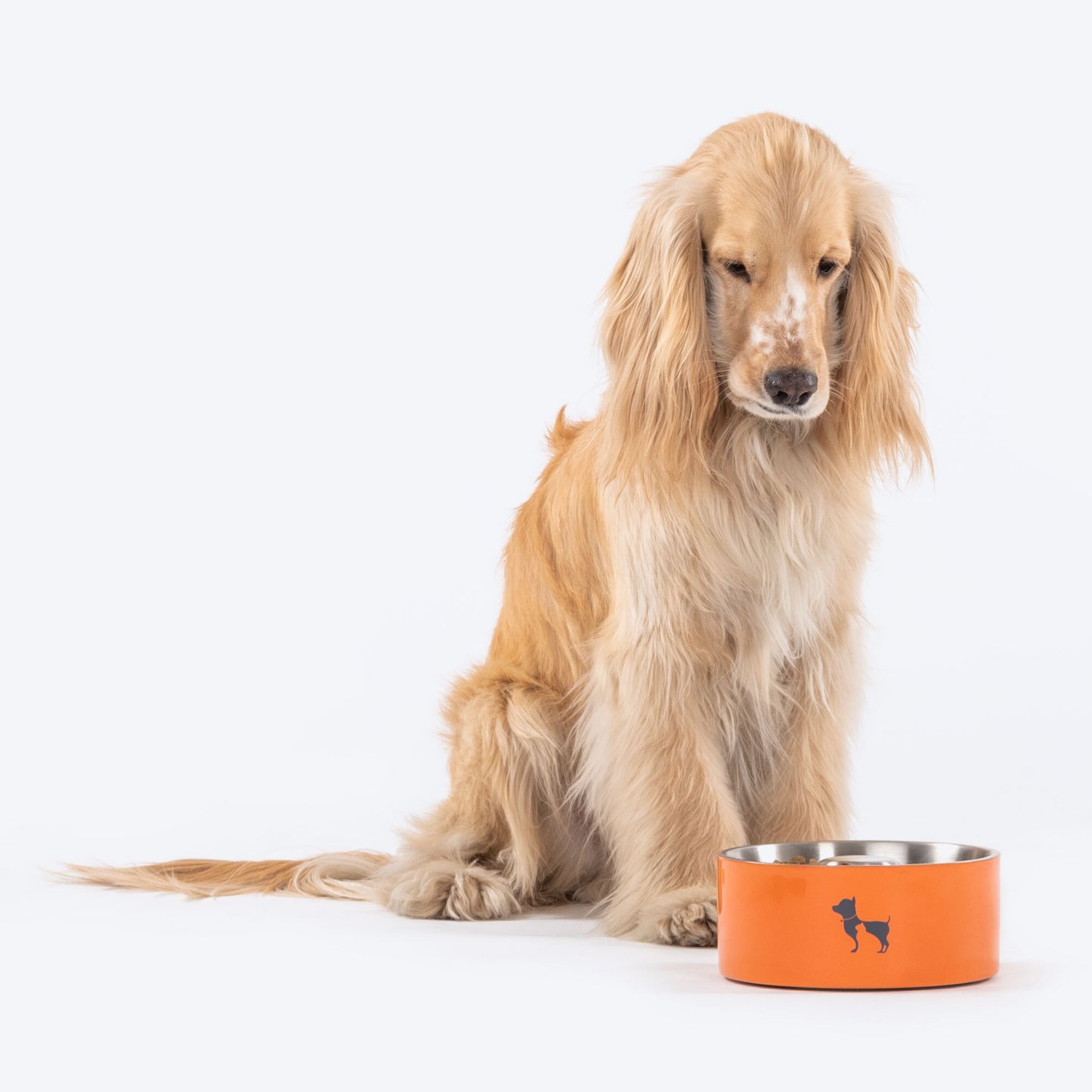 HUFT Quintessential Slow Feeder Pet Bowl - Heads Up For Tails