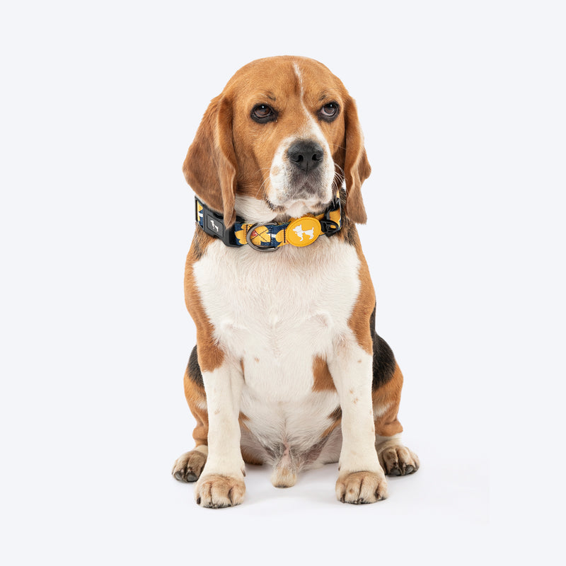 HUFT Daisy Stripes Collar For Dog - Blue & Yellow - Heads Up For Tails