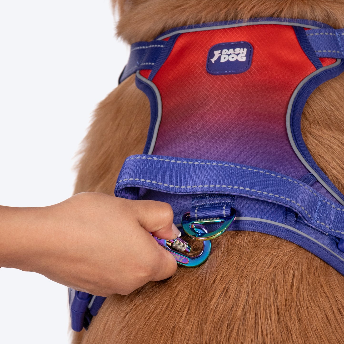 Dash Dog Chaser Rope Leash For Dog - Red - Heads Up For Tails
