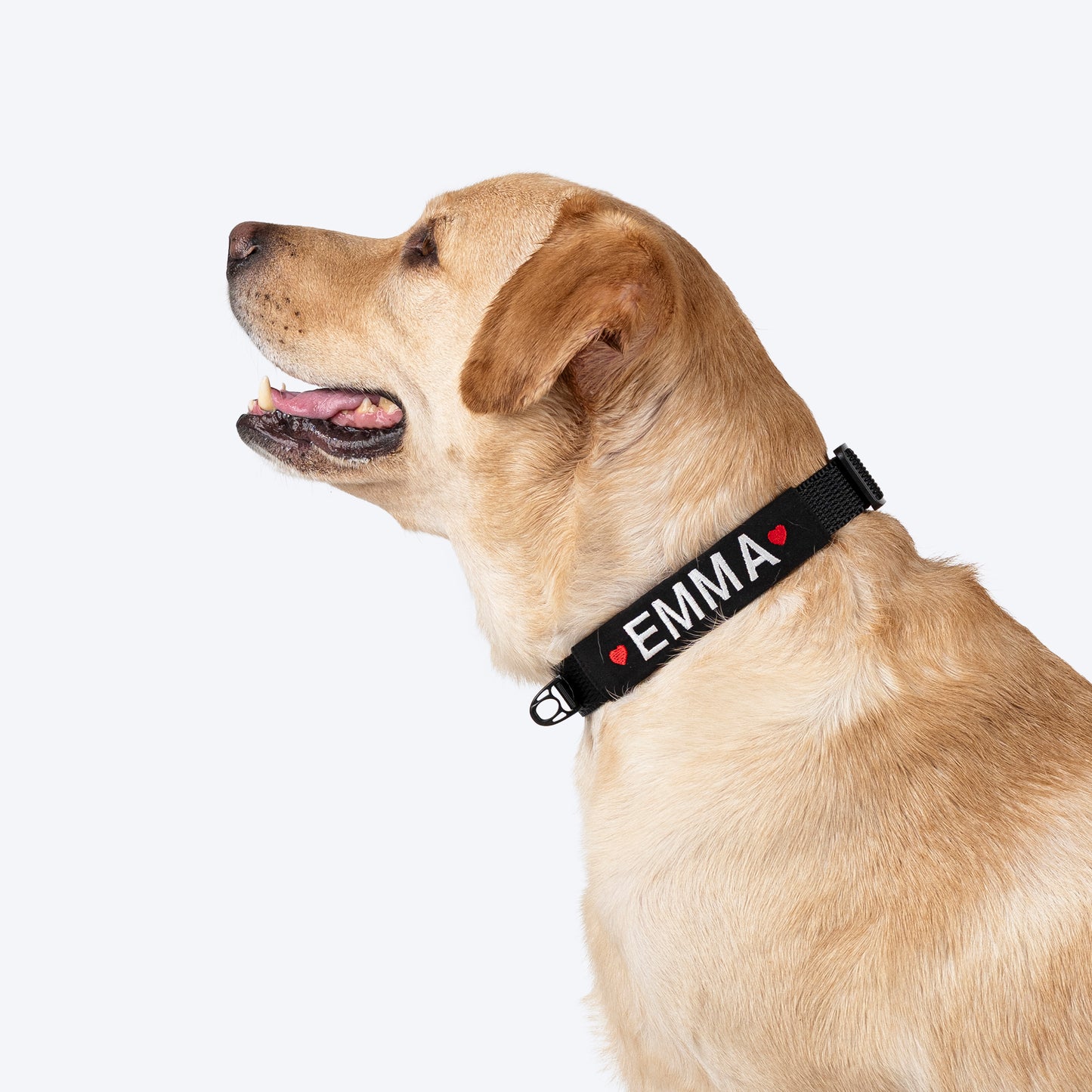 HUFT Classic Personalised Dog Collar - Coal Black - Heads Up For Tails
