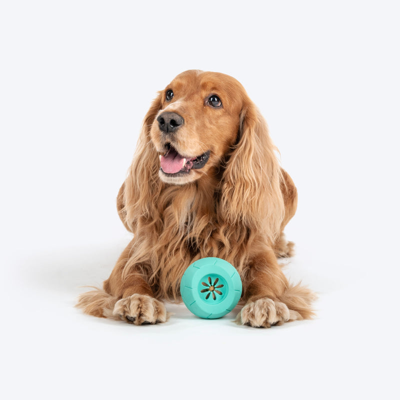 Dash Dog Mighty Football Chew Toy For Dog - Blue - Heads Up For Tails