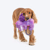 Dash Dog Cheeky Dinosaurus Squeaky Plush Toy For Dog - Purple - Heads Up For Tails