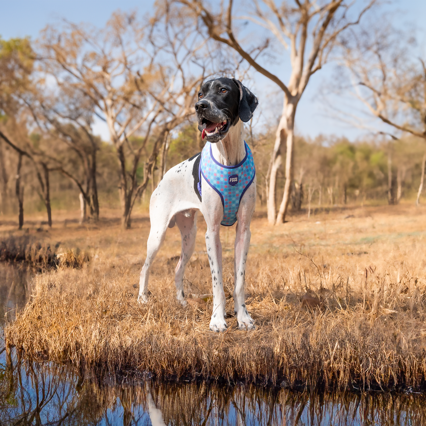 Dash Dog Circle Double Harness - Aqua Blue & Lavender - Heads Up For Tails
