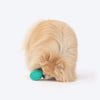 Dash Dog Explorer's Shell Chew Toy For Dog - Teal - Heads Up For Tails