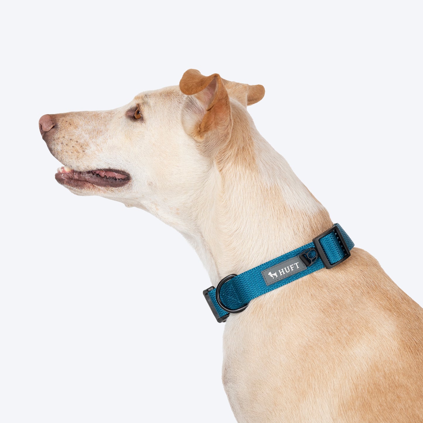 HUFT Basics Dog Collar - Teal Blue - Heads Up For Tails