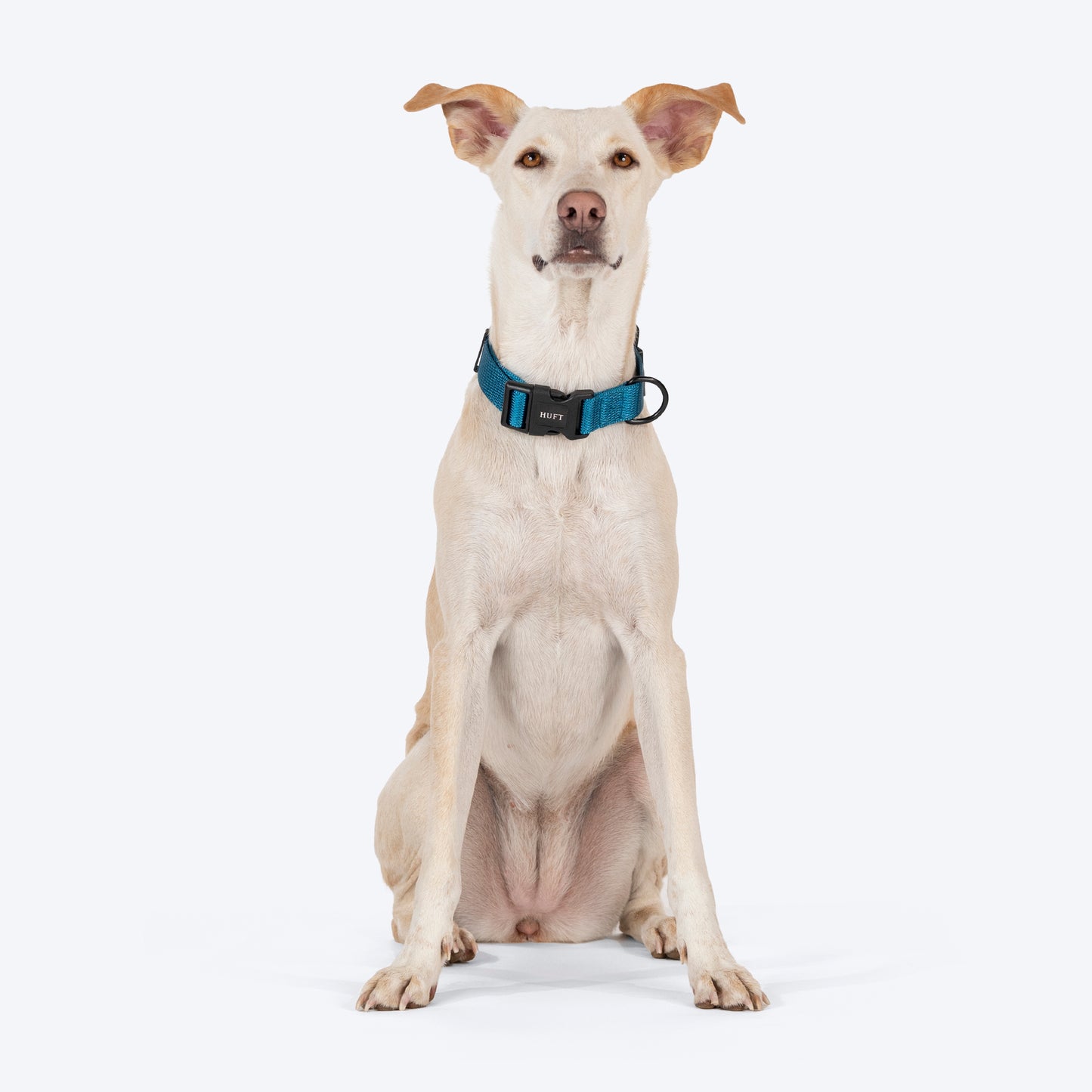 HUFT Basics Dog Collar - Teal Blue - Heads Up For Tails