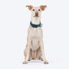 HUFT Basics Dog Collar - Teal Blue - Heads Up For Tails