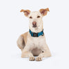 HUFT Basics Dog Collar - Teal Blue - Heads Up For Tails