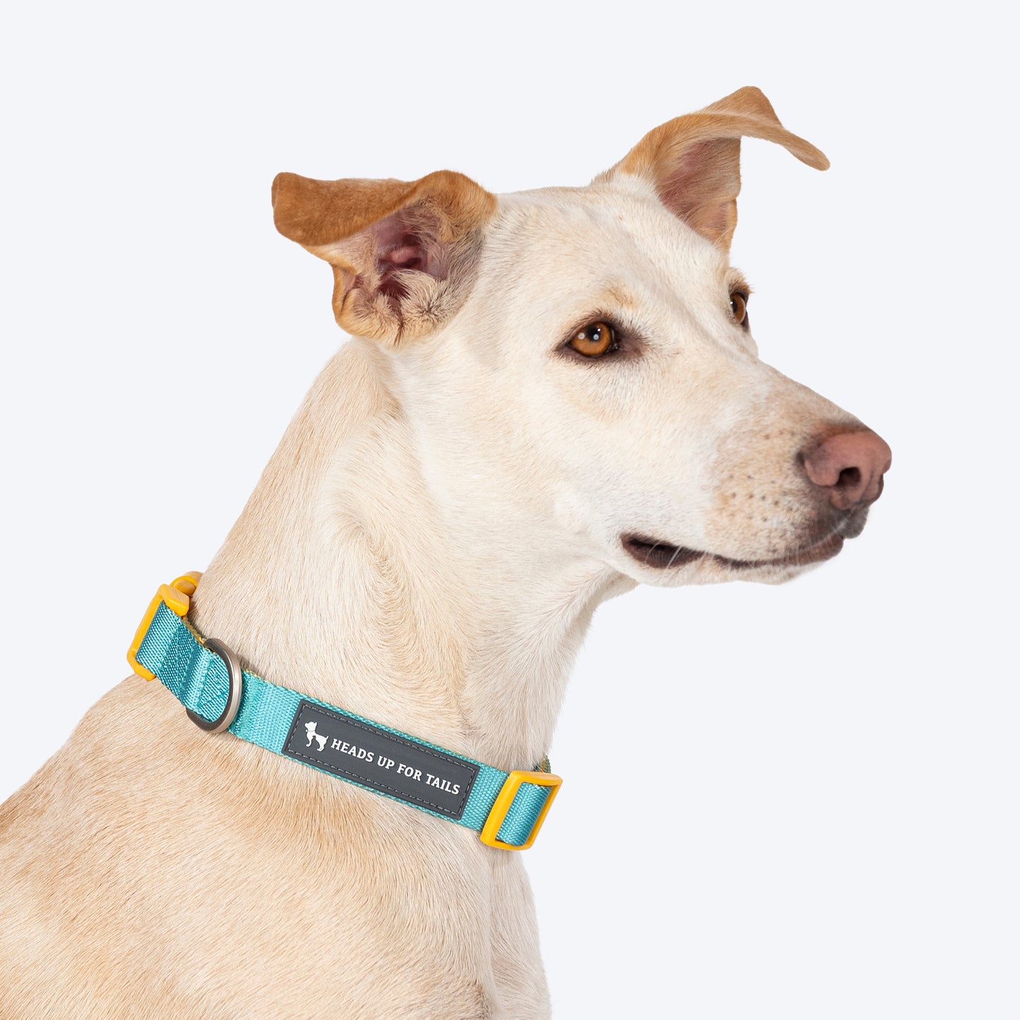HUFT Dichromatic Collar For Dog - Turquoise & Yellow - Heads Up For Tails