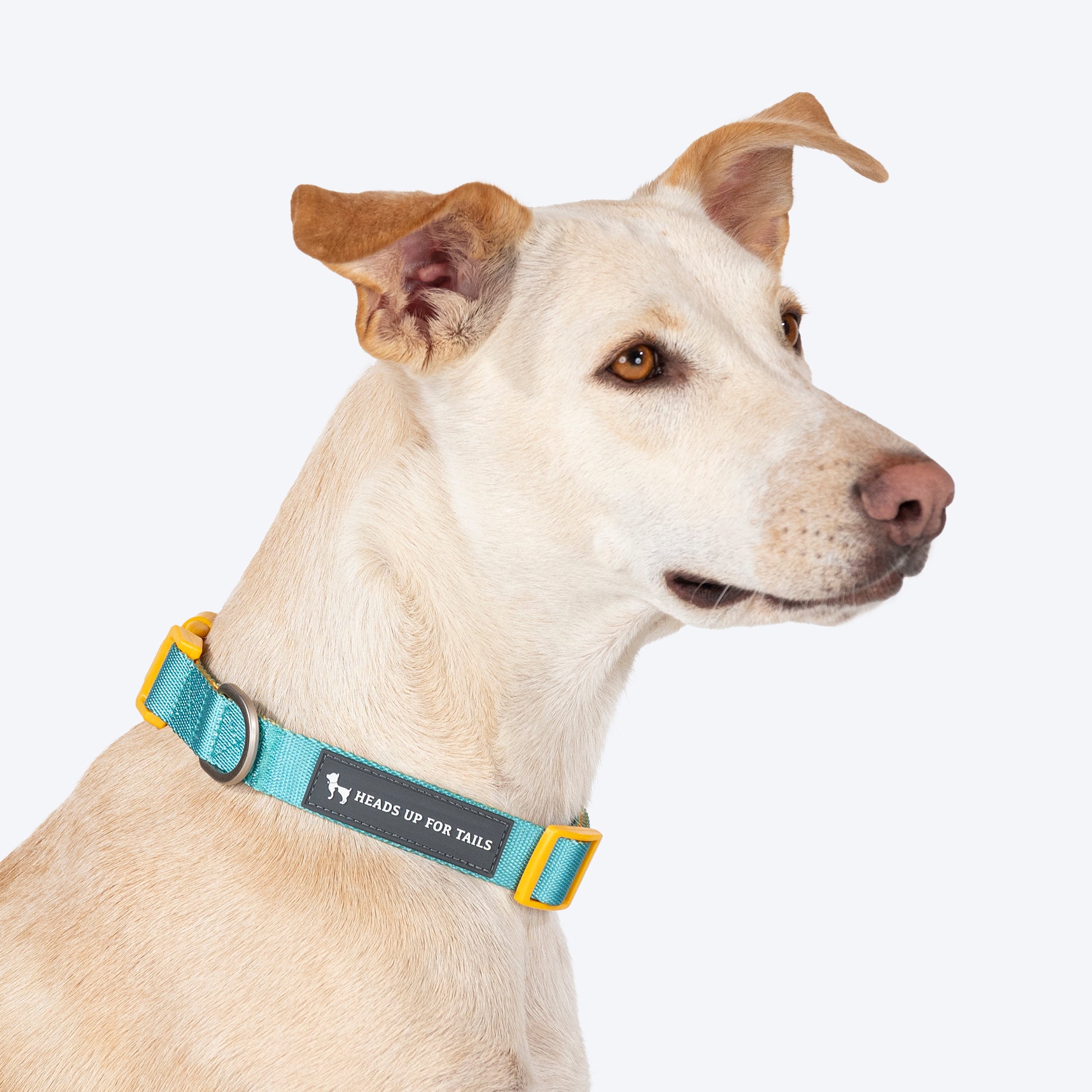 HUFT Dichromatic Collar For Dog - Turquoise & Yellow - Heads Up For Tails