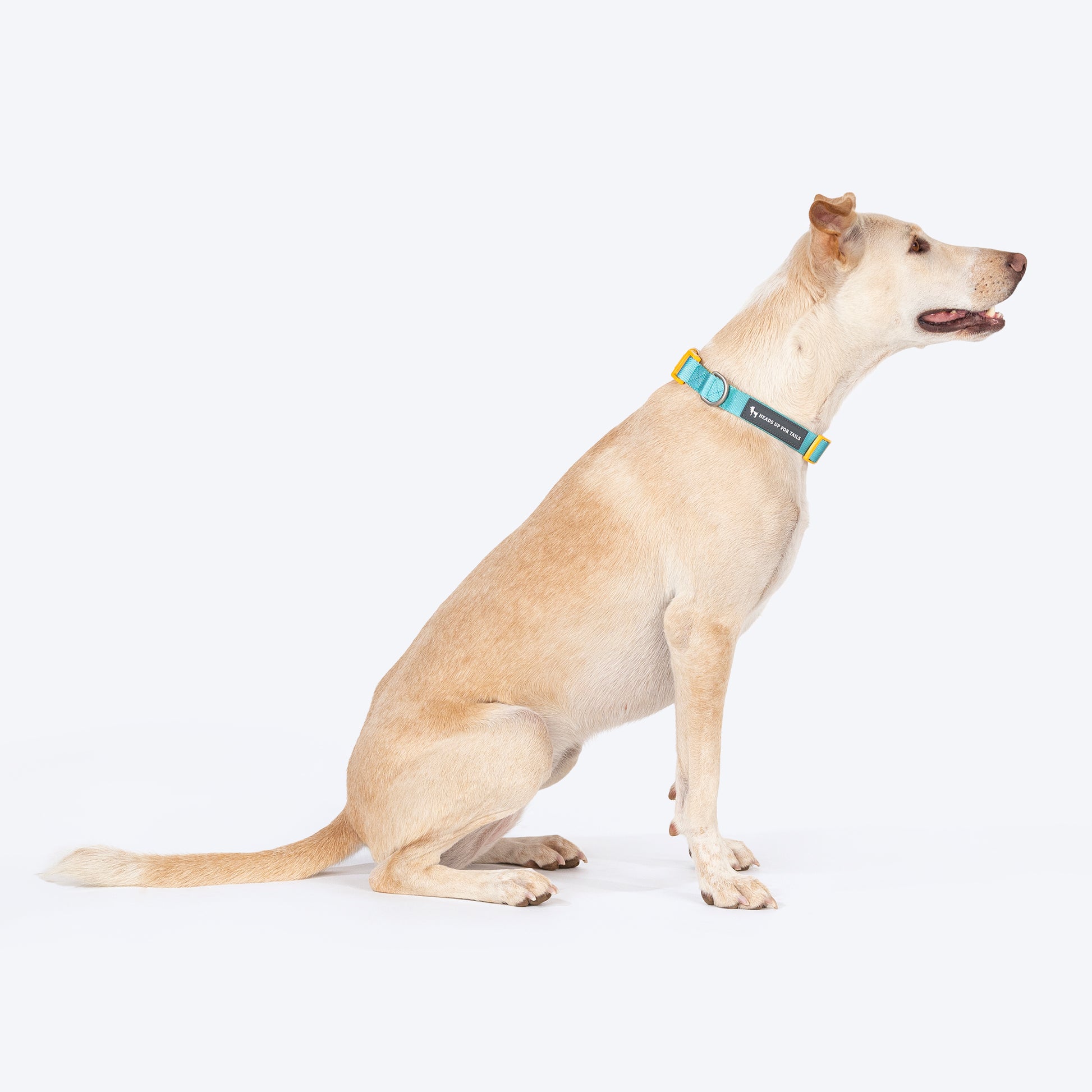 HUFT Dichromatic Collar For Dog - Turquoise & Yellow - Heads Up For Tails