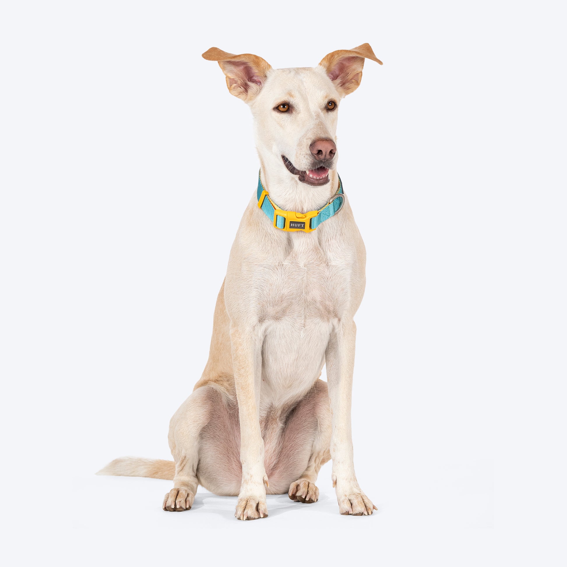 HUFT Dichromatic Collar For Dog - Turquoise & Yellow - Heads Up For Tails