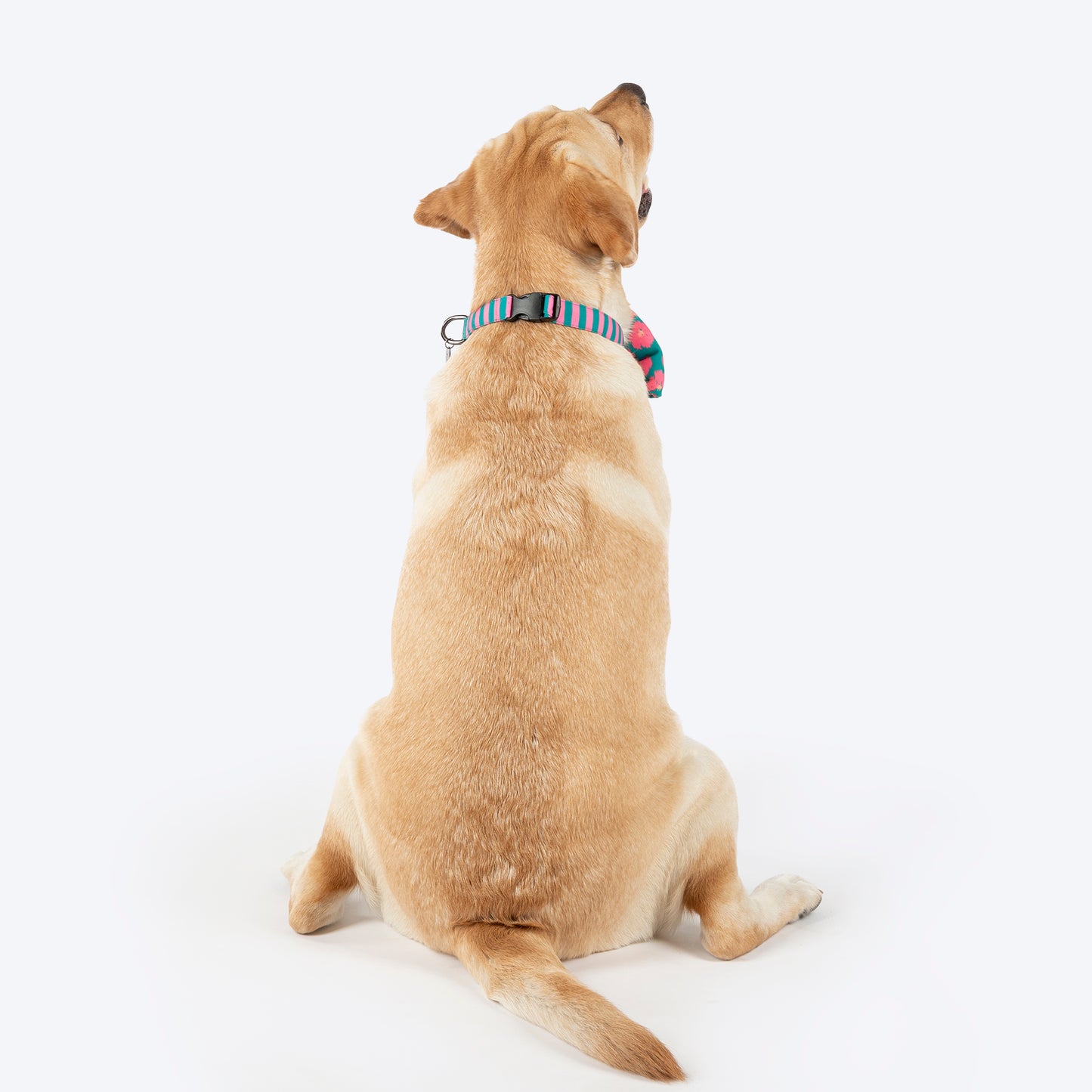 HUFT Pawsome Blossom Bow Tie With Collar For Dog - Green & Pink - Heads Up For Tails
