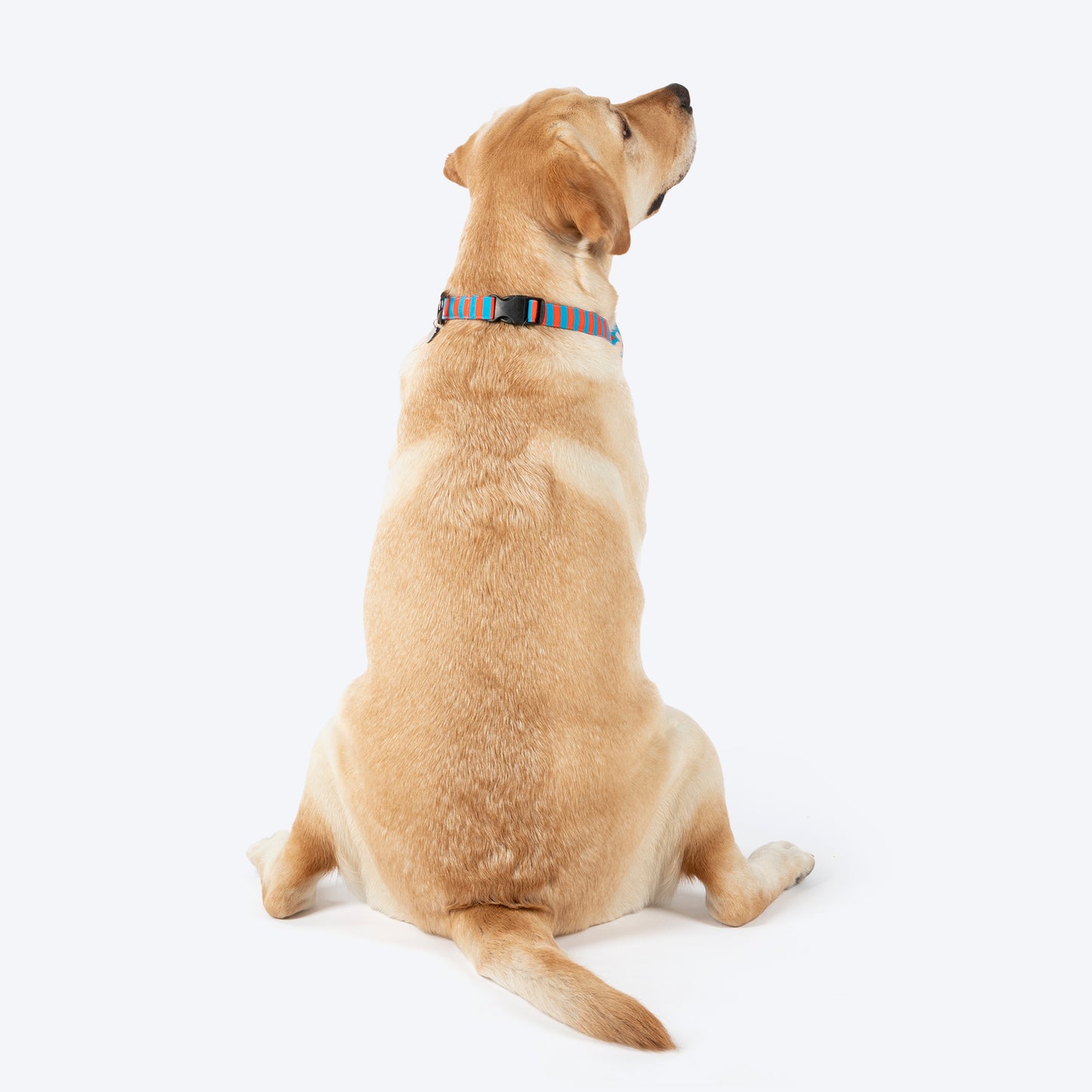 HUFT Summer Bloom Bow Tie With Collar For Dog - Blue - Heads Up For Tails
