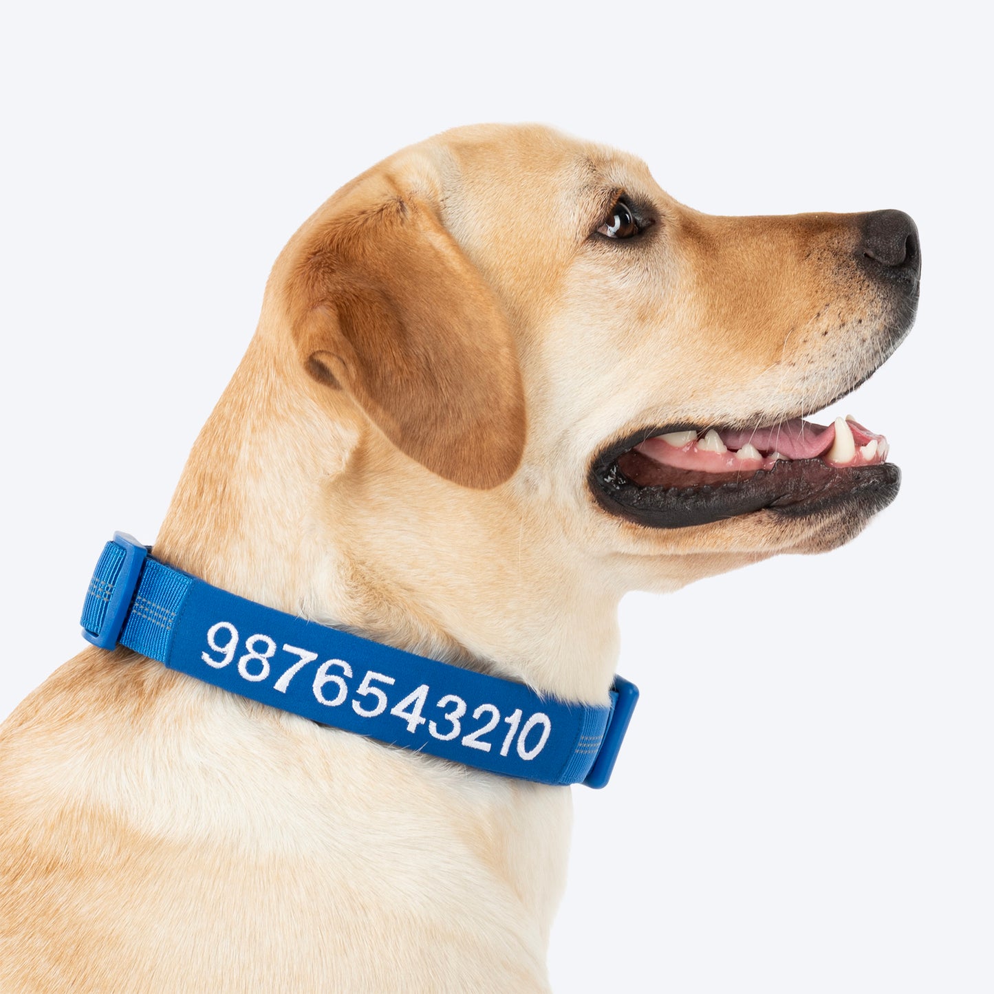 HUFT Personalised Xplorers (Mobile No.) Dog Collar - Blue - Heads Up For Tails