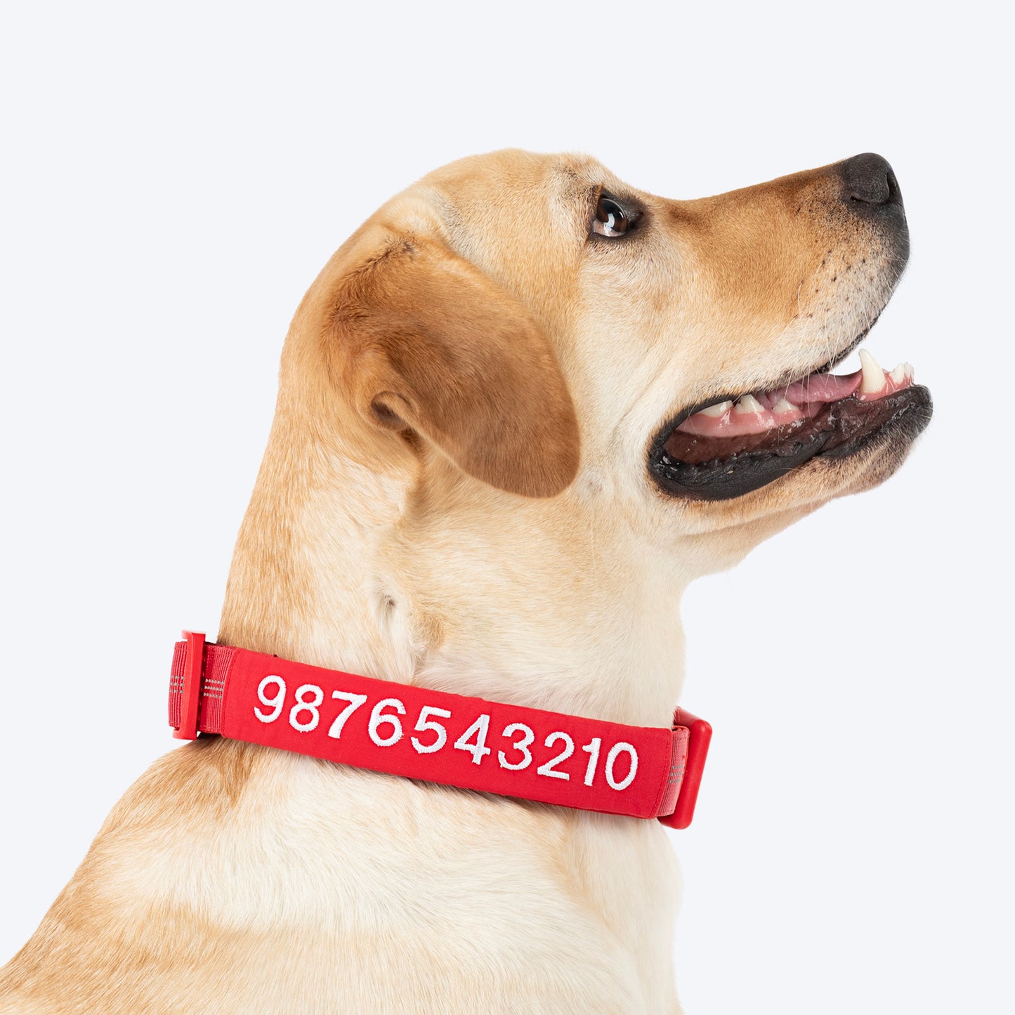 HUFT Personalised Xplorers (Mobile No.) Dog Collar - Red - Heads Up For Tails