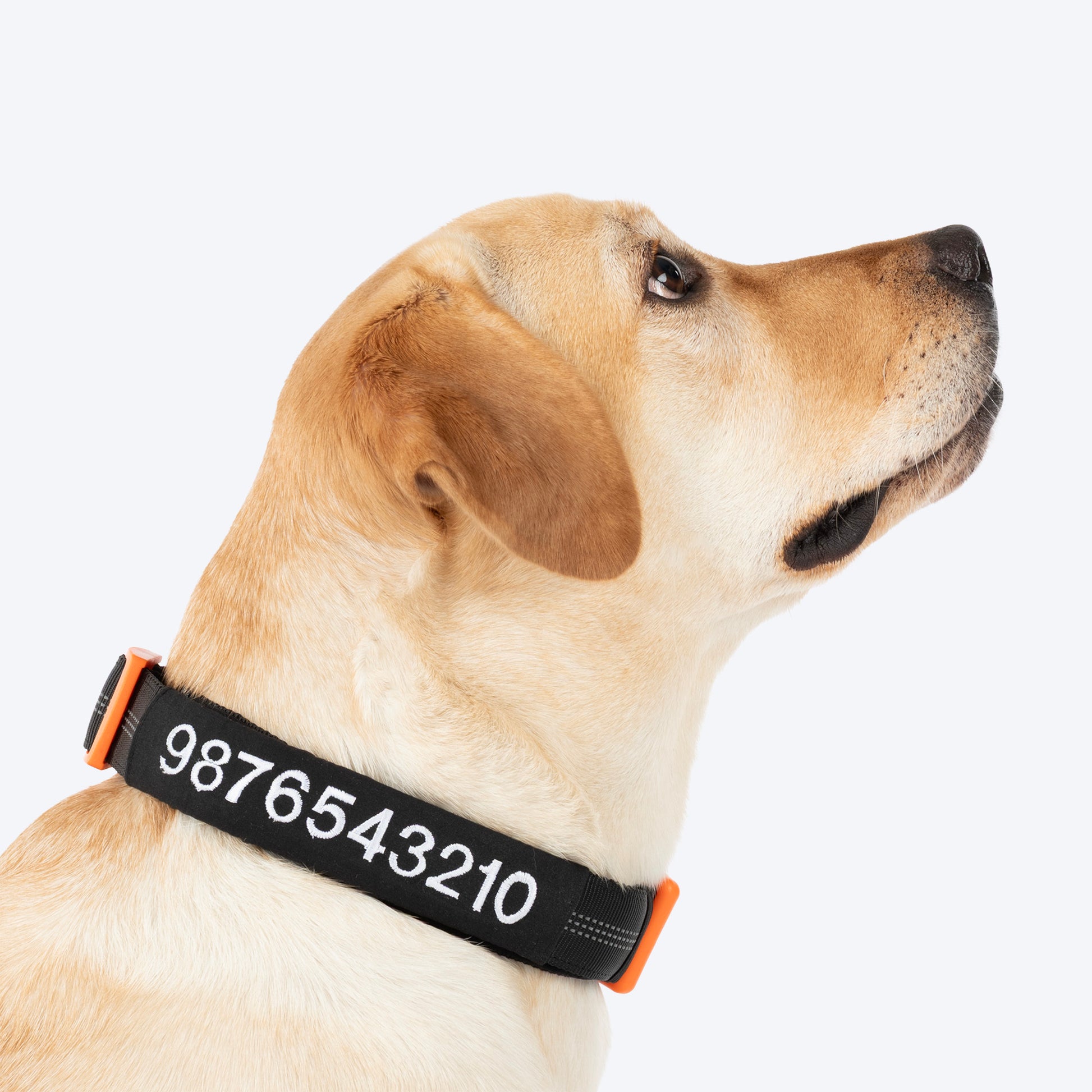 HUFT Personalised Xplorers (Mobile No.) Dog Collar - Black - Heads Up For Tails