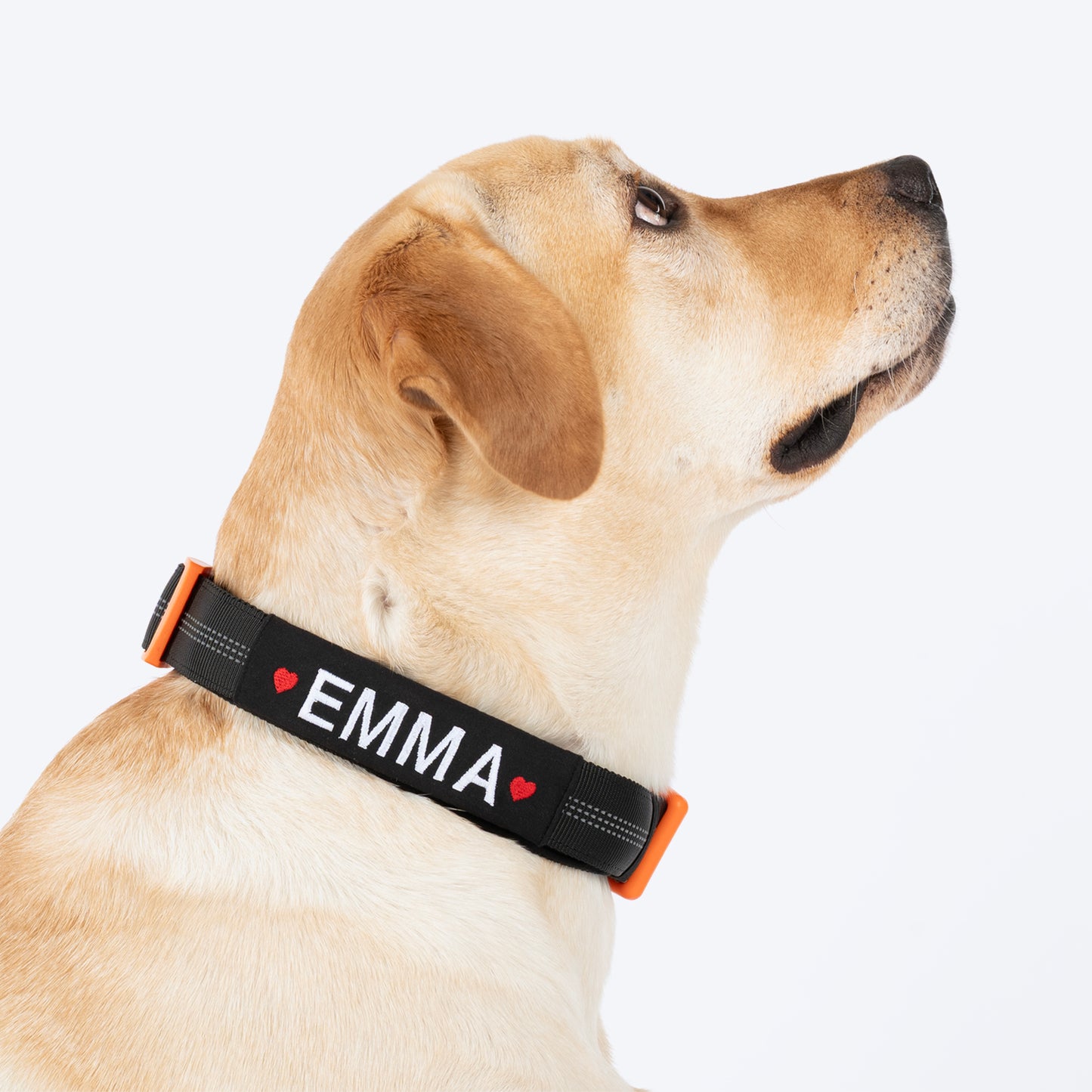 HUFT Xplorers Personalised Dog Collar - Black - Heads Up For Tails
