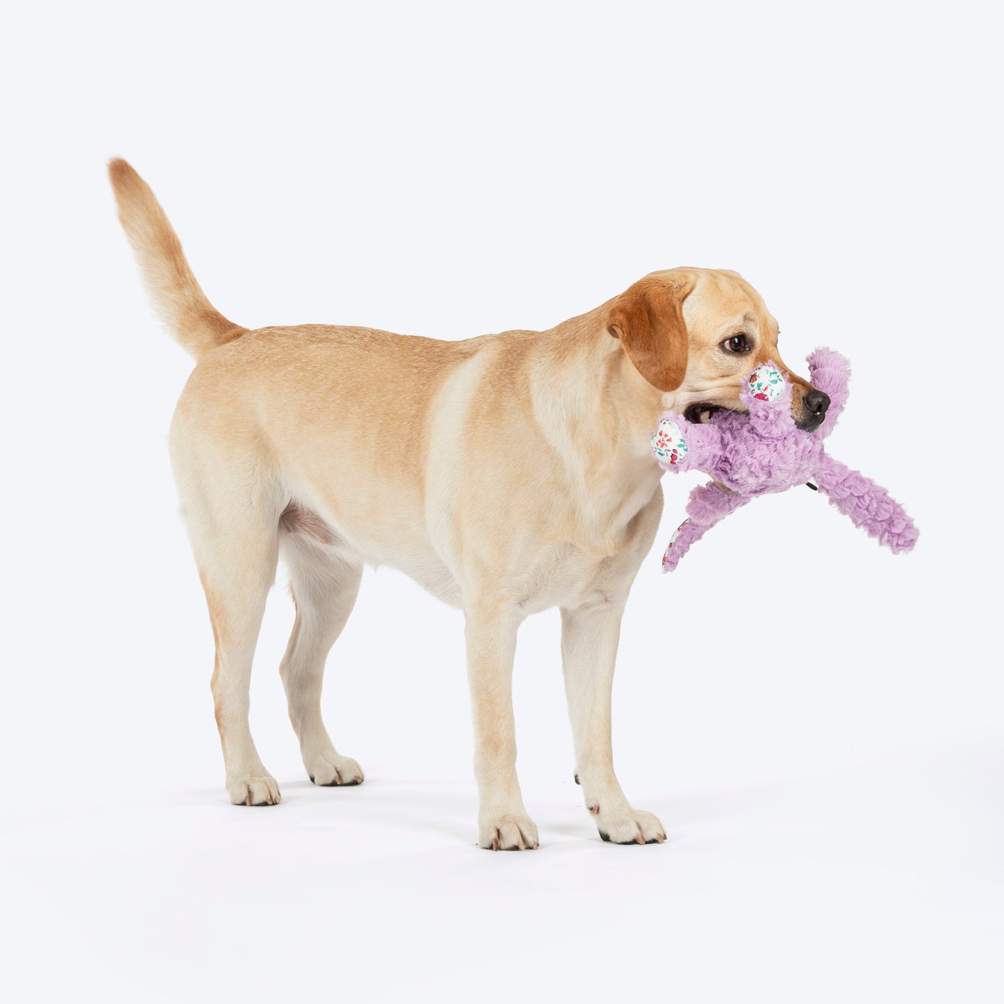 HUFT Bunty The Bunny Plush Toy For Dog - Light Purple - Heads Up For Tails