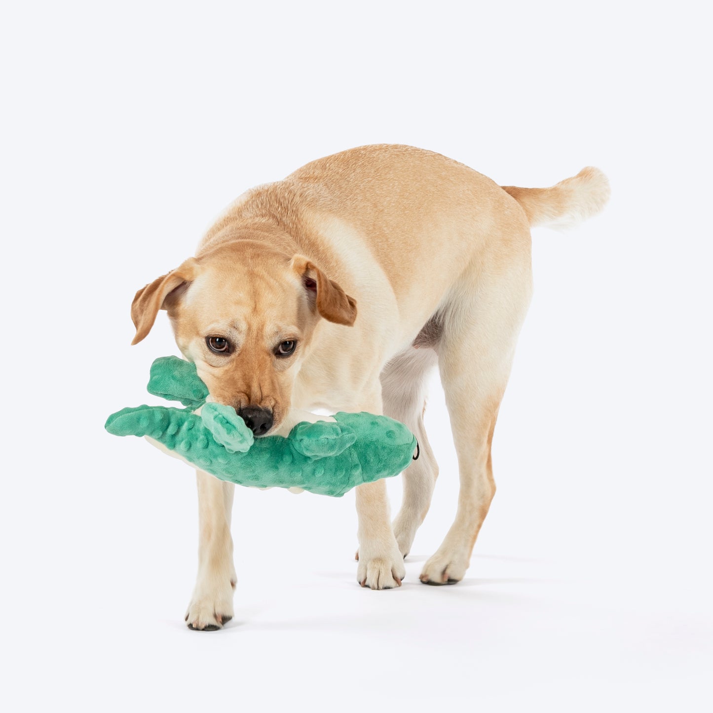 HUFT Mister Crocker Plush Toy For Dog - Green - Heads Up For Tails