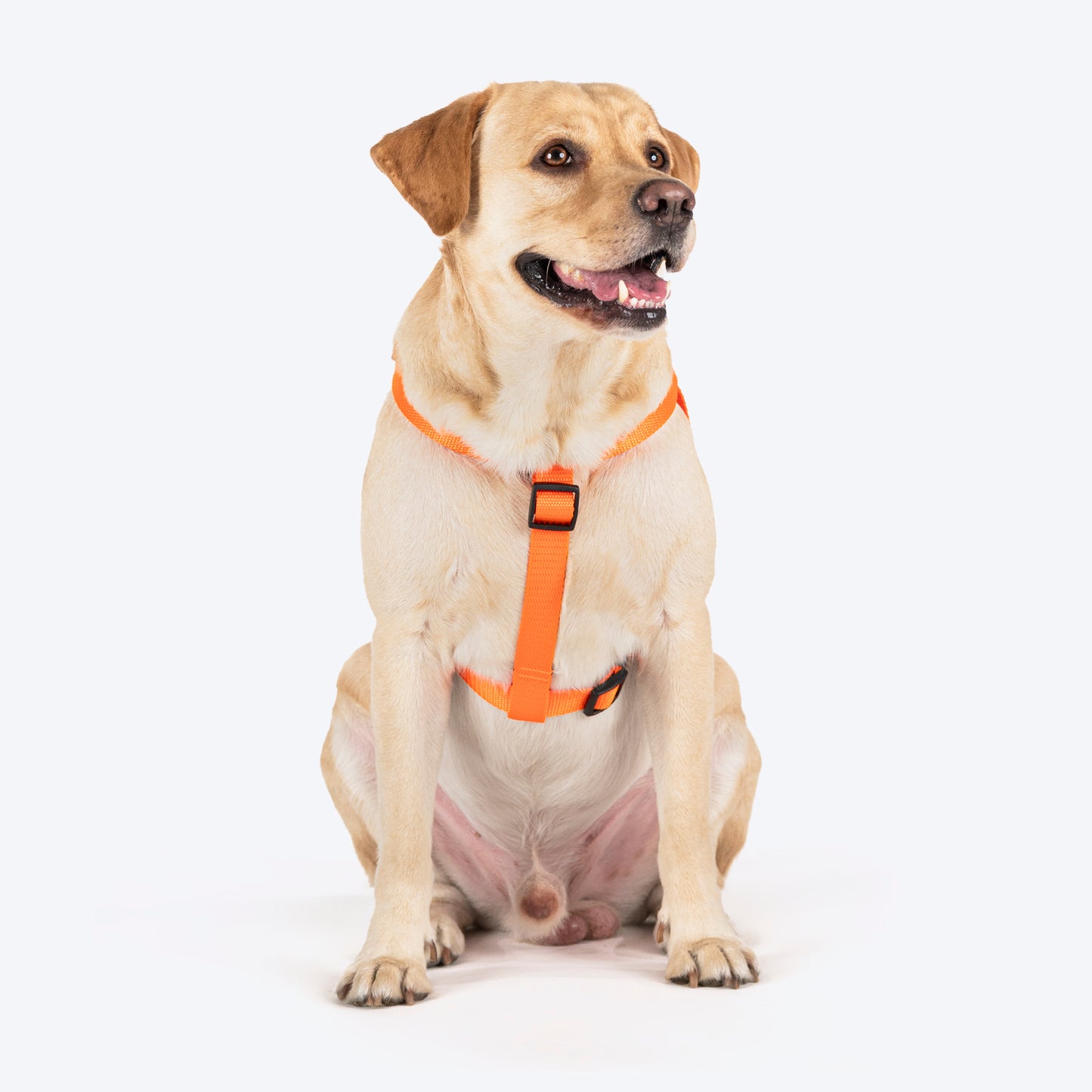TLC Step-In Harness For Dog - Orange - Heads Up For Tails